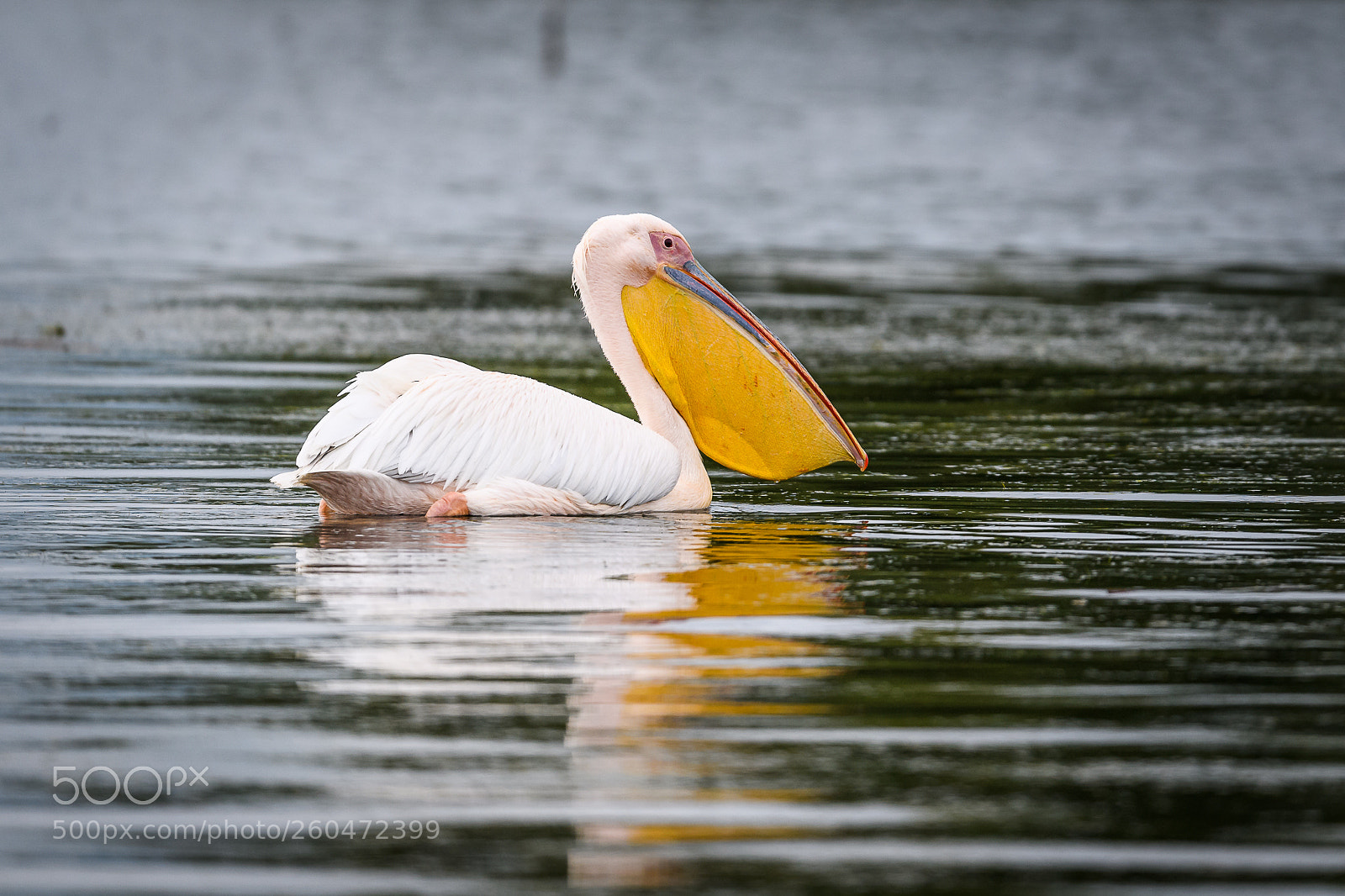 Nikon D5 sample photo. The great white photography
