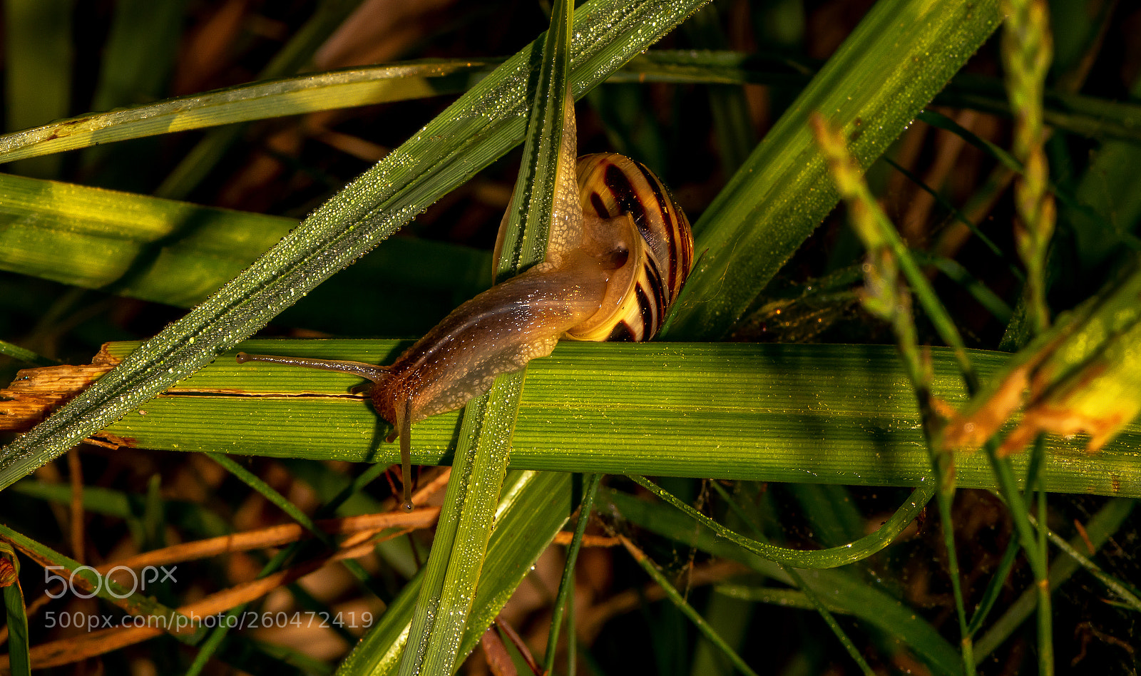Nikon D850 sample photo. Snail photography