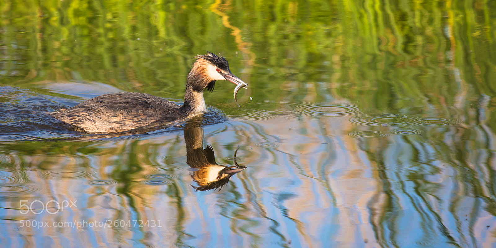 Canon EOS 5DS R sample photo. Got the fish! photography