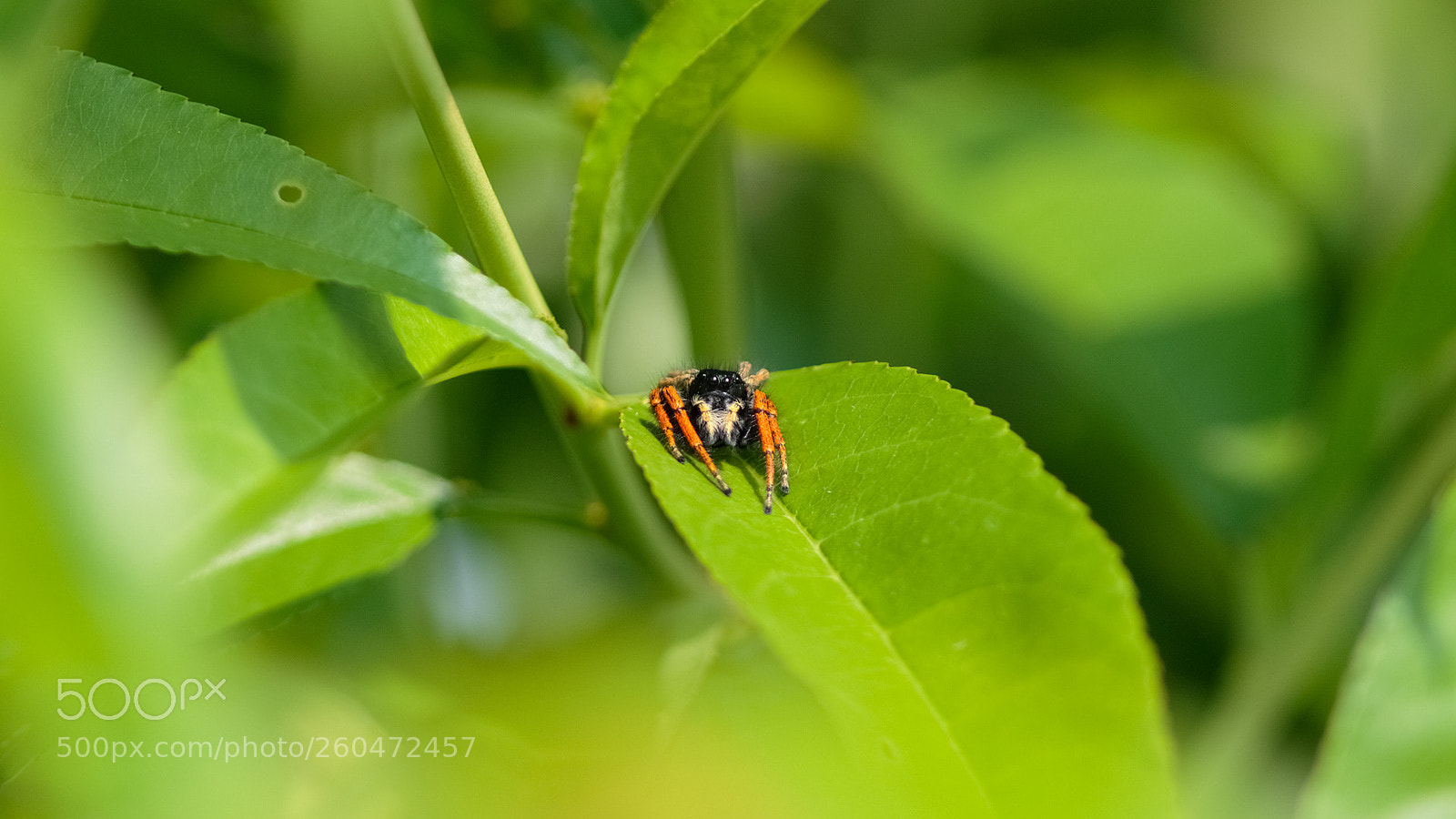 Canon EOS 7D Mark II sample photo. Spider in the peach photography