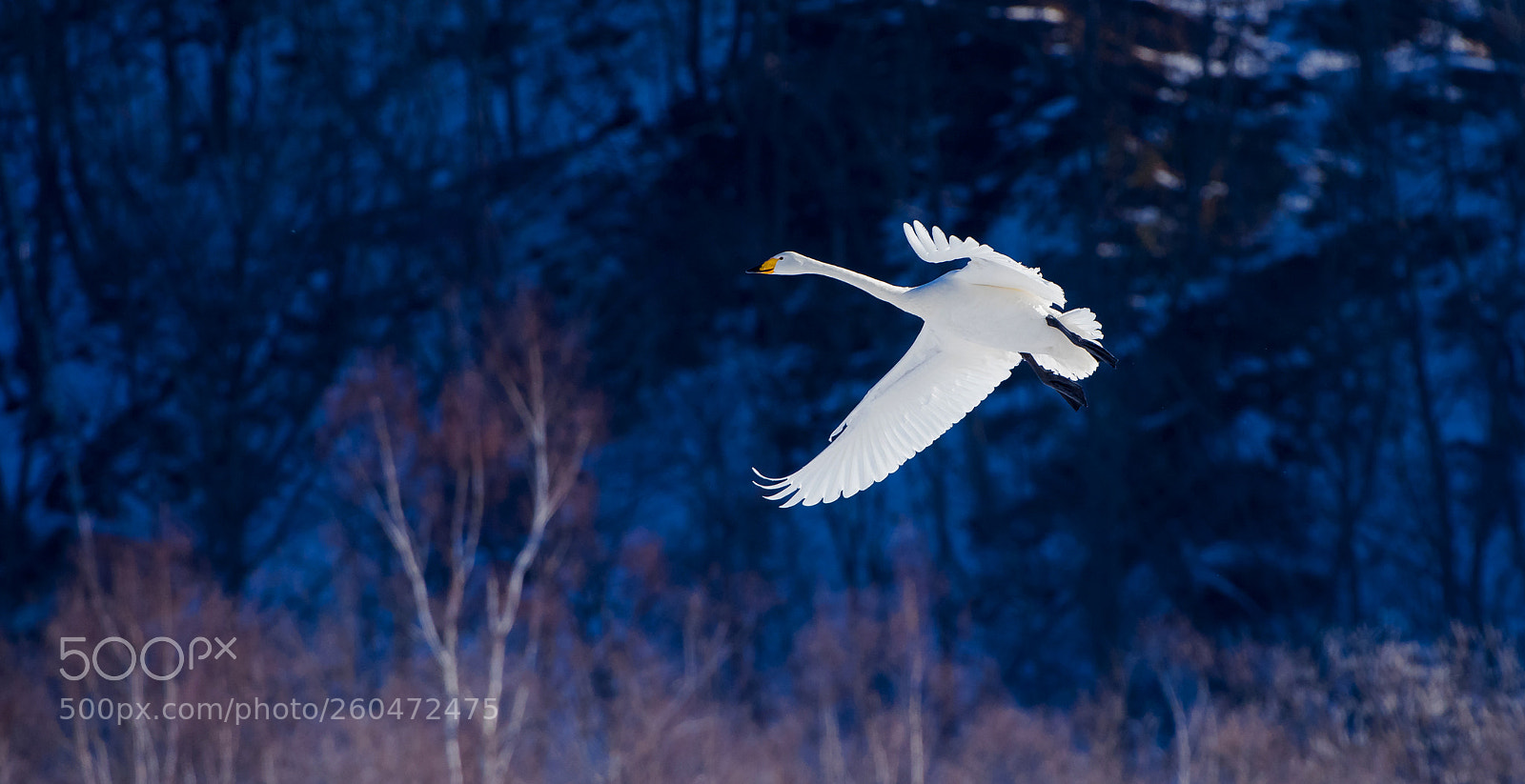 Nikon D810 sample photo. Swan photography