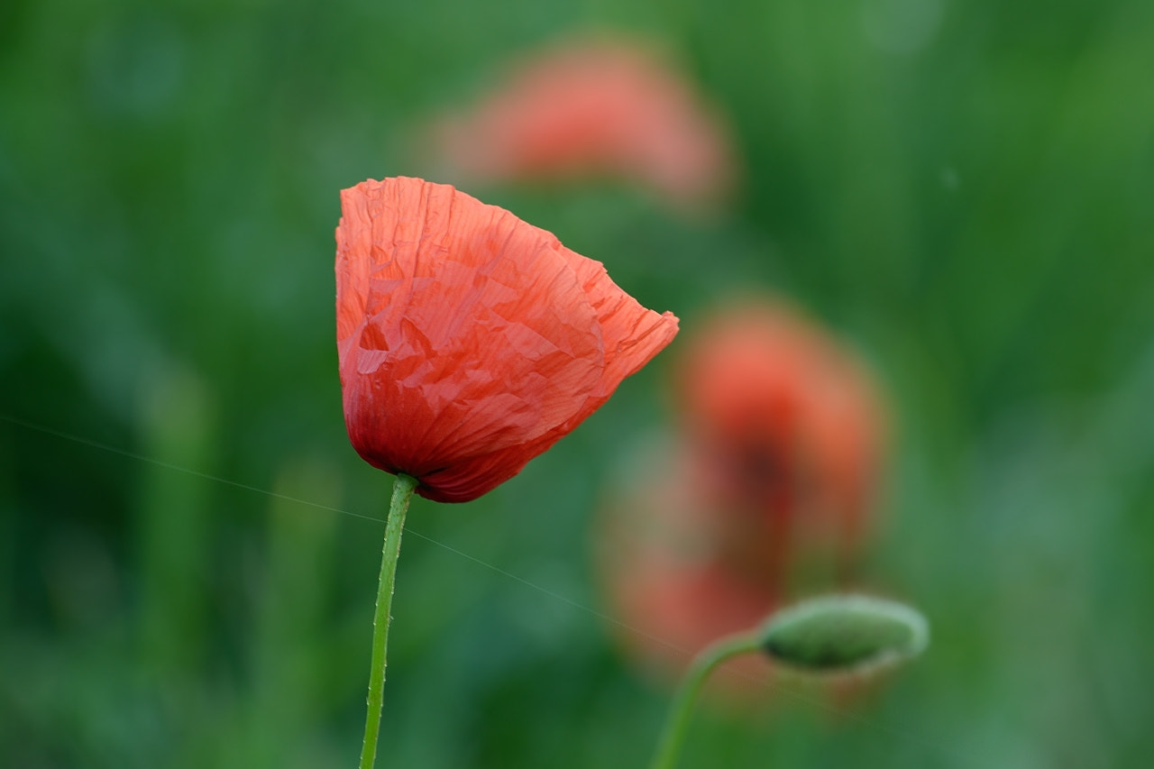 Nikon AF-S DX Nikkor 55-300mm F4.5-5.6G ED VR sample photo. Poppy in the shadow photography