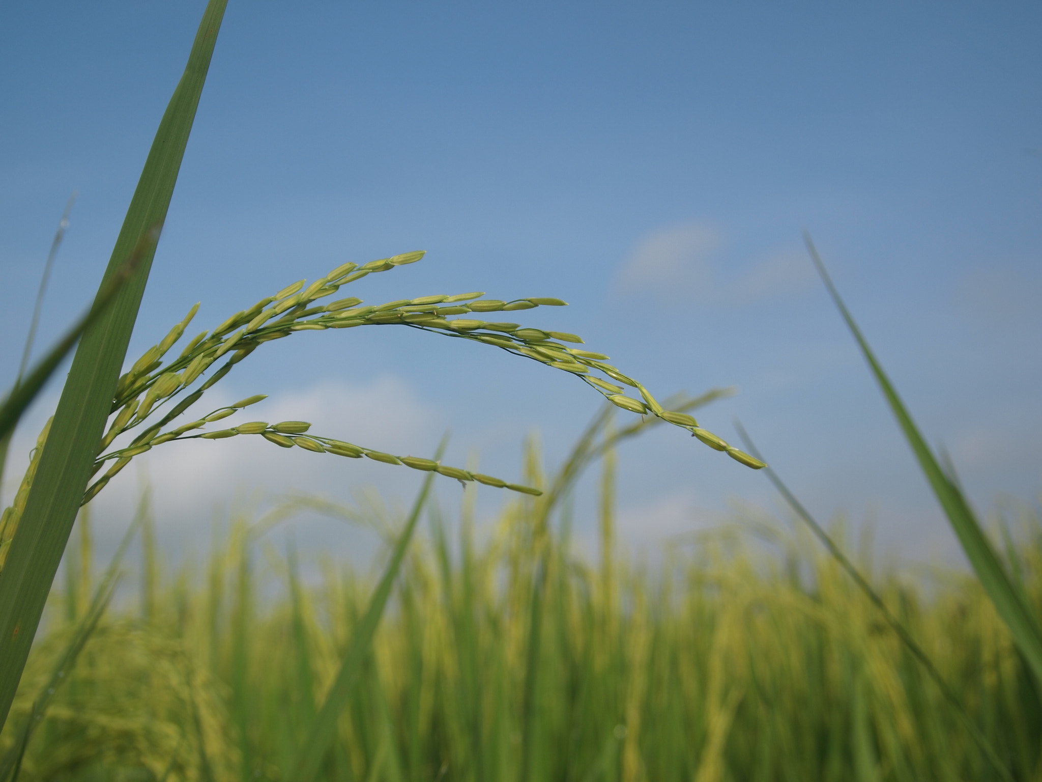 Olympus PEN E-P2 sample photo. Rice field in the morning photography