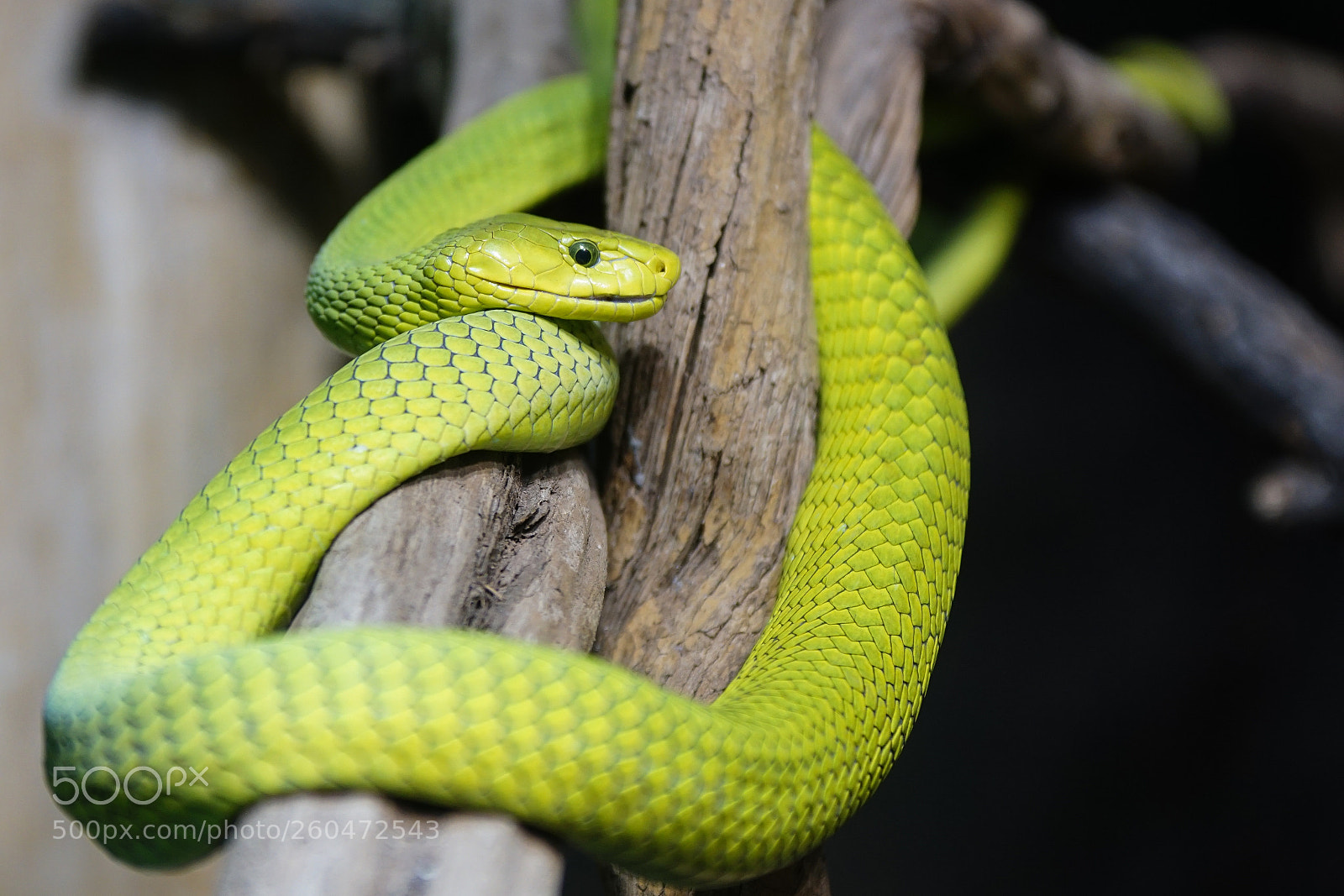 Sony ILCA-77M2 sample photo. Green mamba, dendroaspis viridis photography