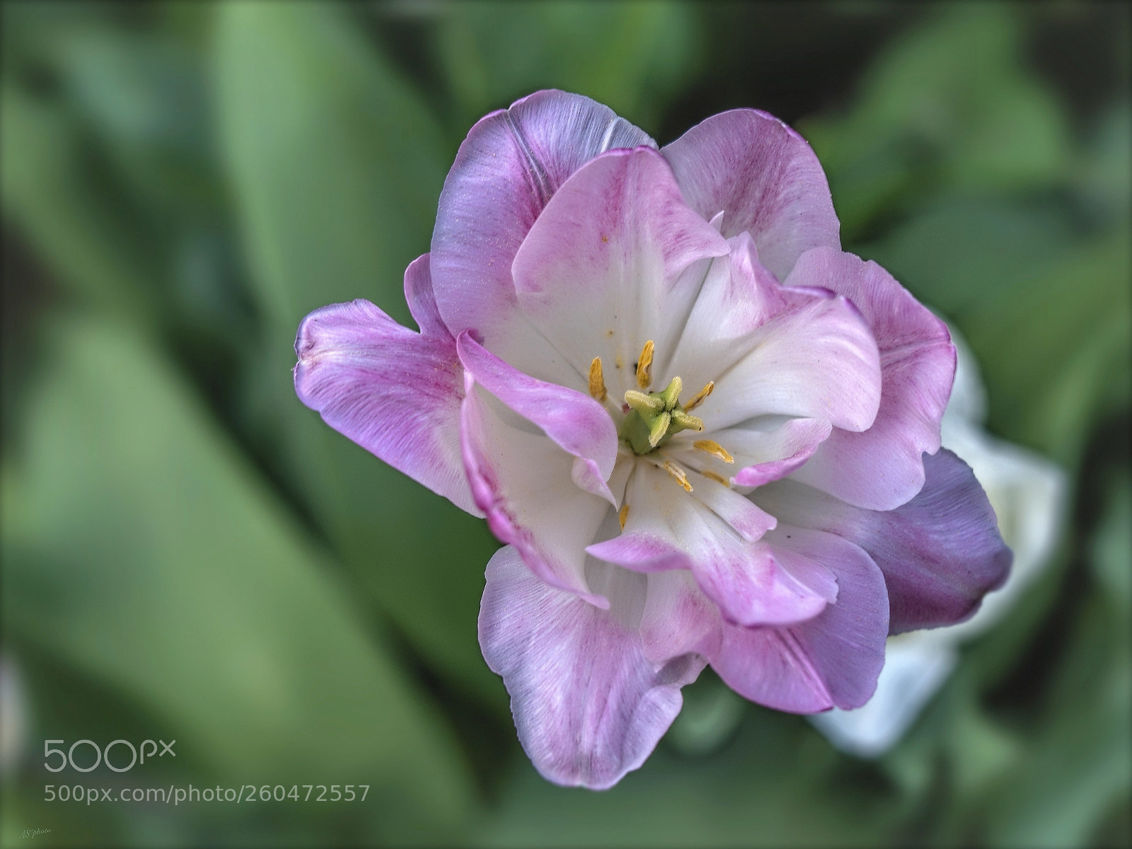 Olympus OM-D E-M1 Mark II sample photo. Tulip photography