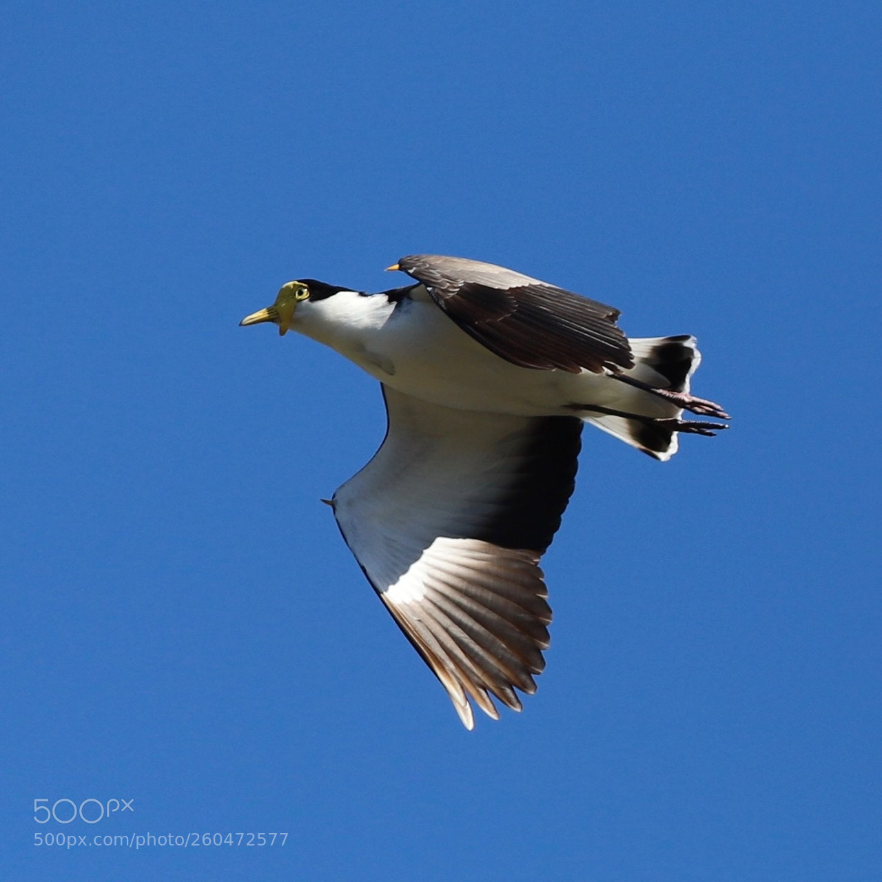 Canon EOS 6D Mark II sample photo. Masked lapwing in flight photography