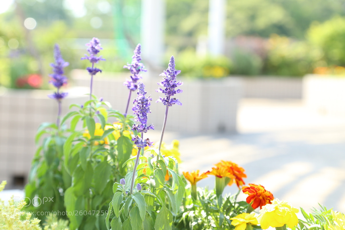 Canon EOS 6D sample photo. キラキラ photography