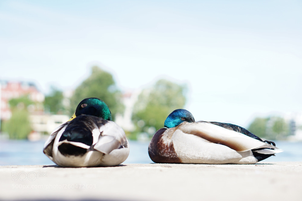 Sony a6000 sample photo. Sleeping ducks photography