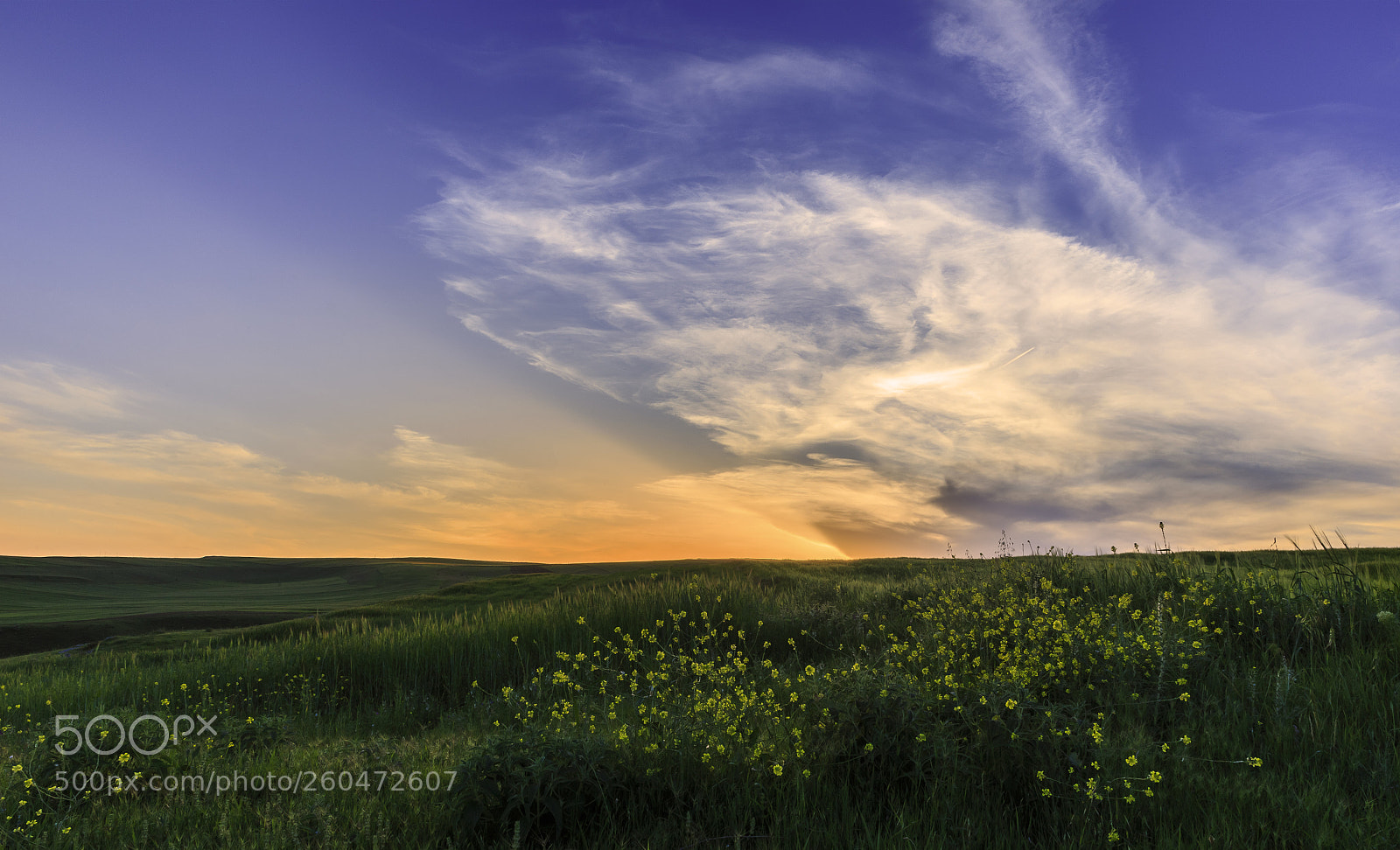 Canon EOS 6D sample photo. Spring in the fields photography