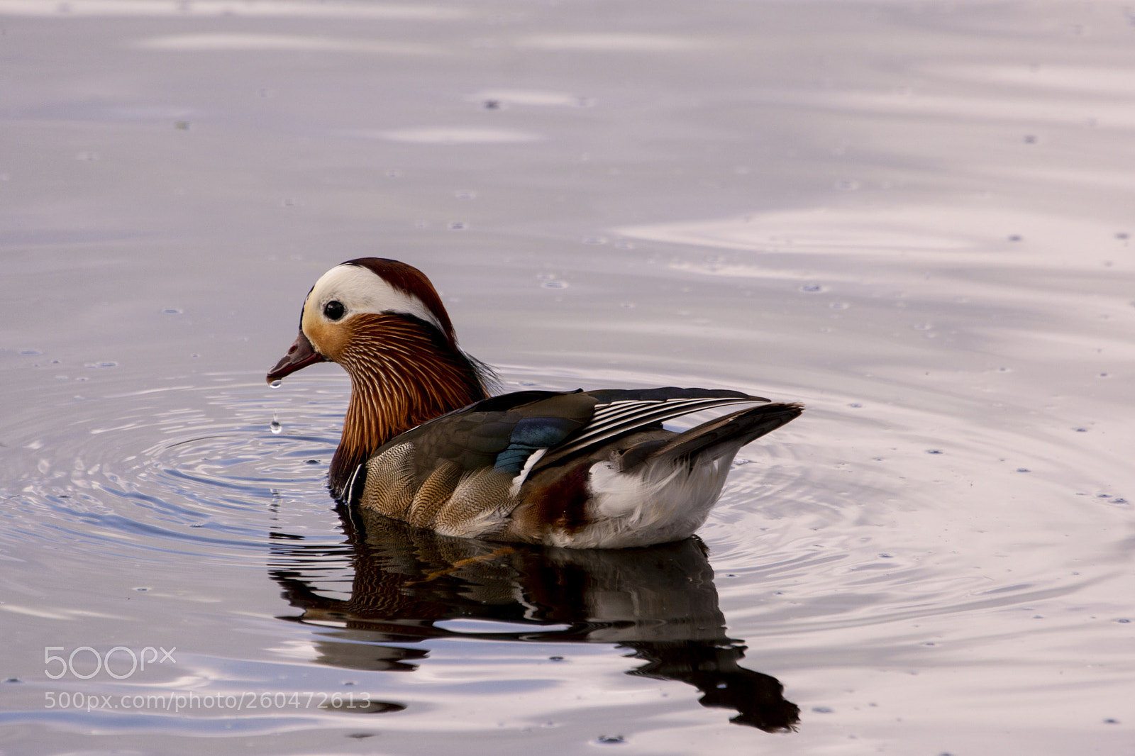 Nikon D7100 sample photo. Mandarin duck photography