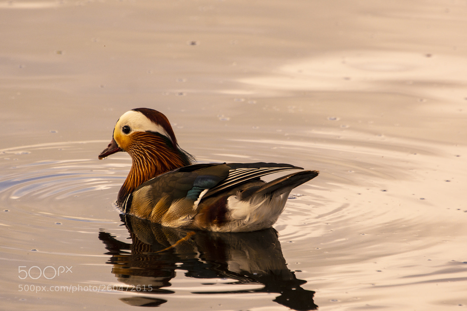 Nikon D7100 sample photo. Mandarin duck photography