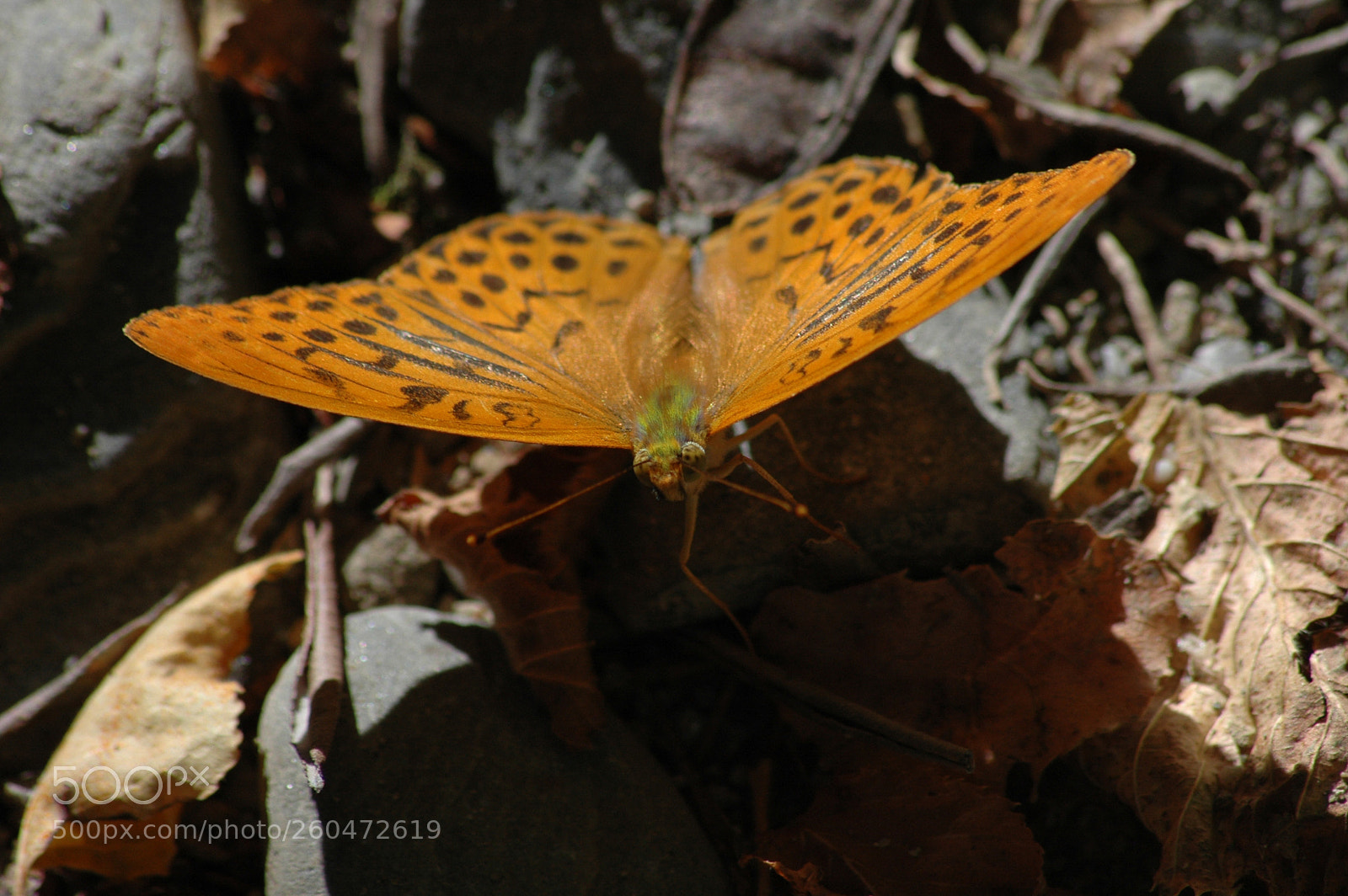 Nikon D70 sample photo. Butterfly argynnis aglaja photography