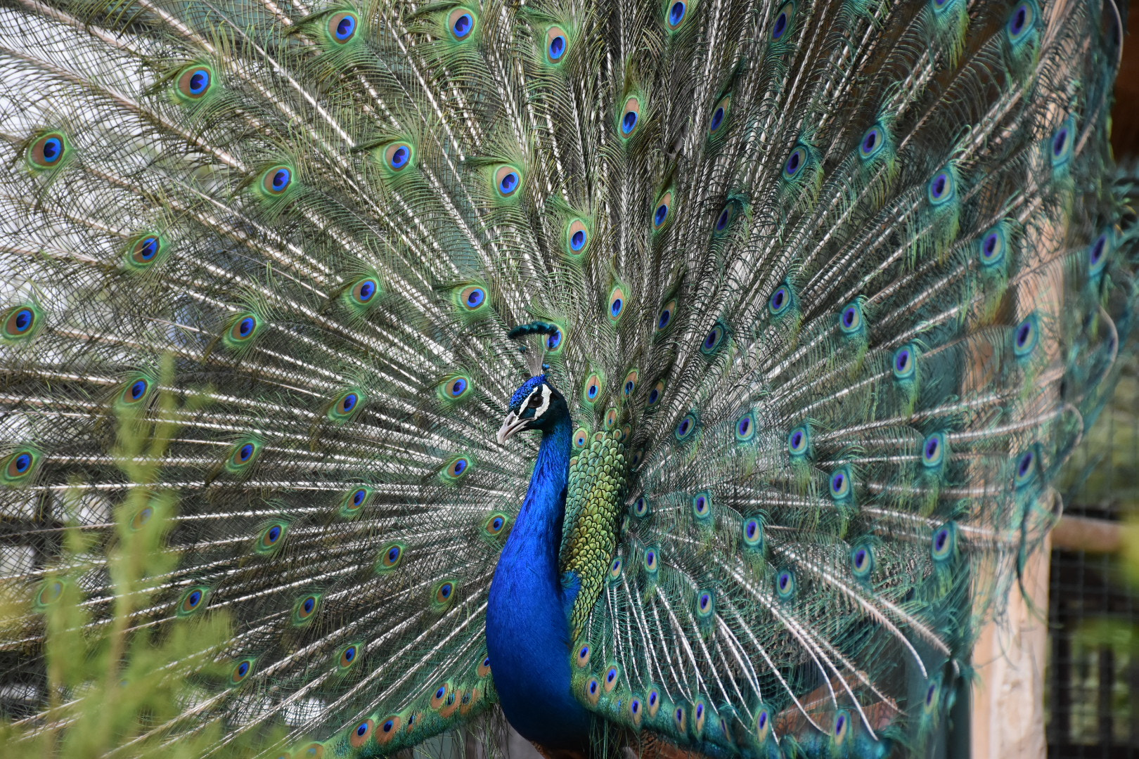 Nikon D5500 sample photo