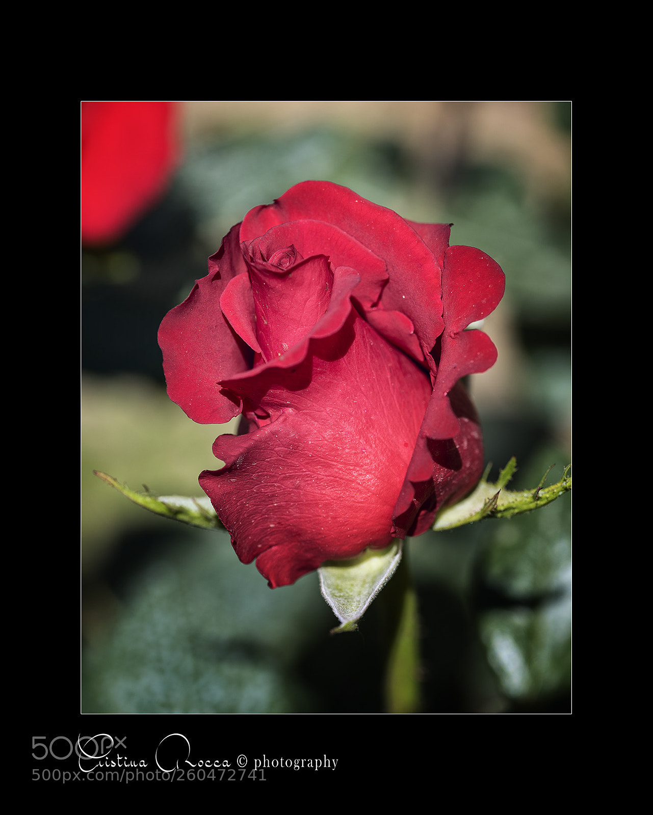 Nikon D750 sample photo. Rosa rossa photography