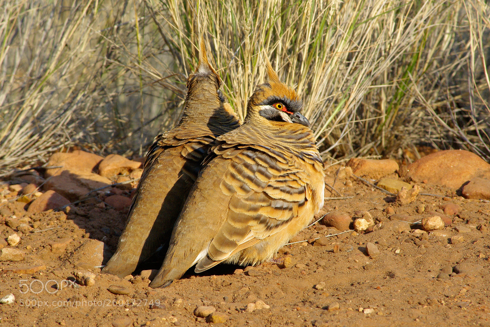 Pentax K200D sample photo. Spinifex pigeons photography