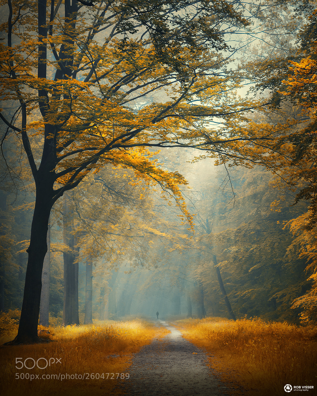 Nikon D5100 sample photo. Forest of fortune photography