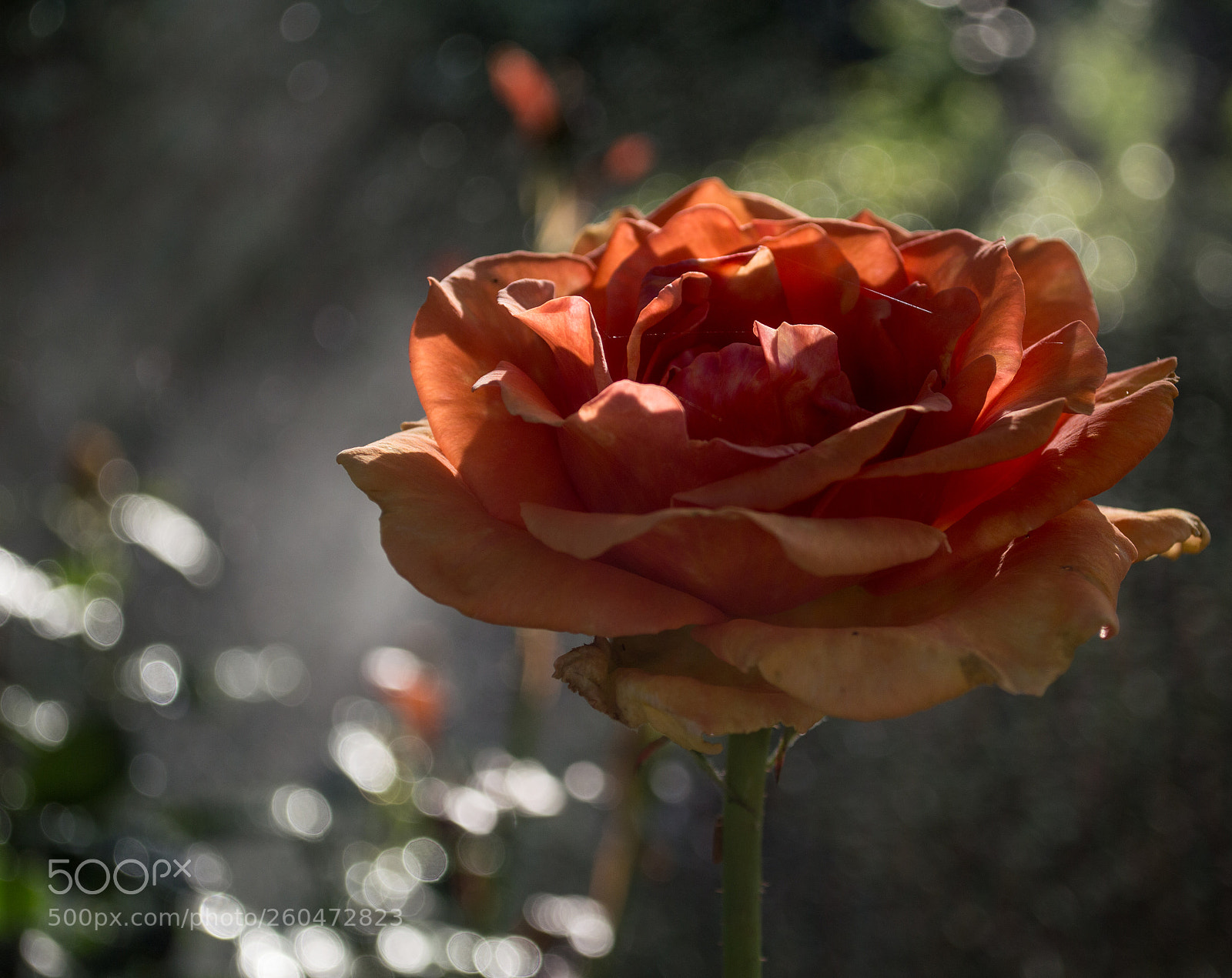 Nikon D3200 sample photo. In the garden photography