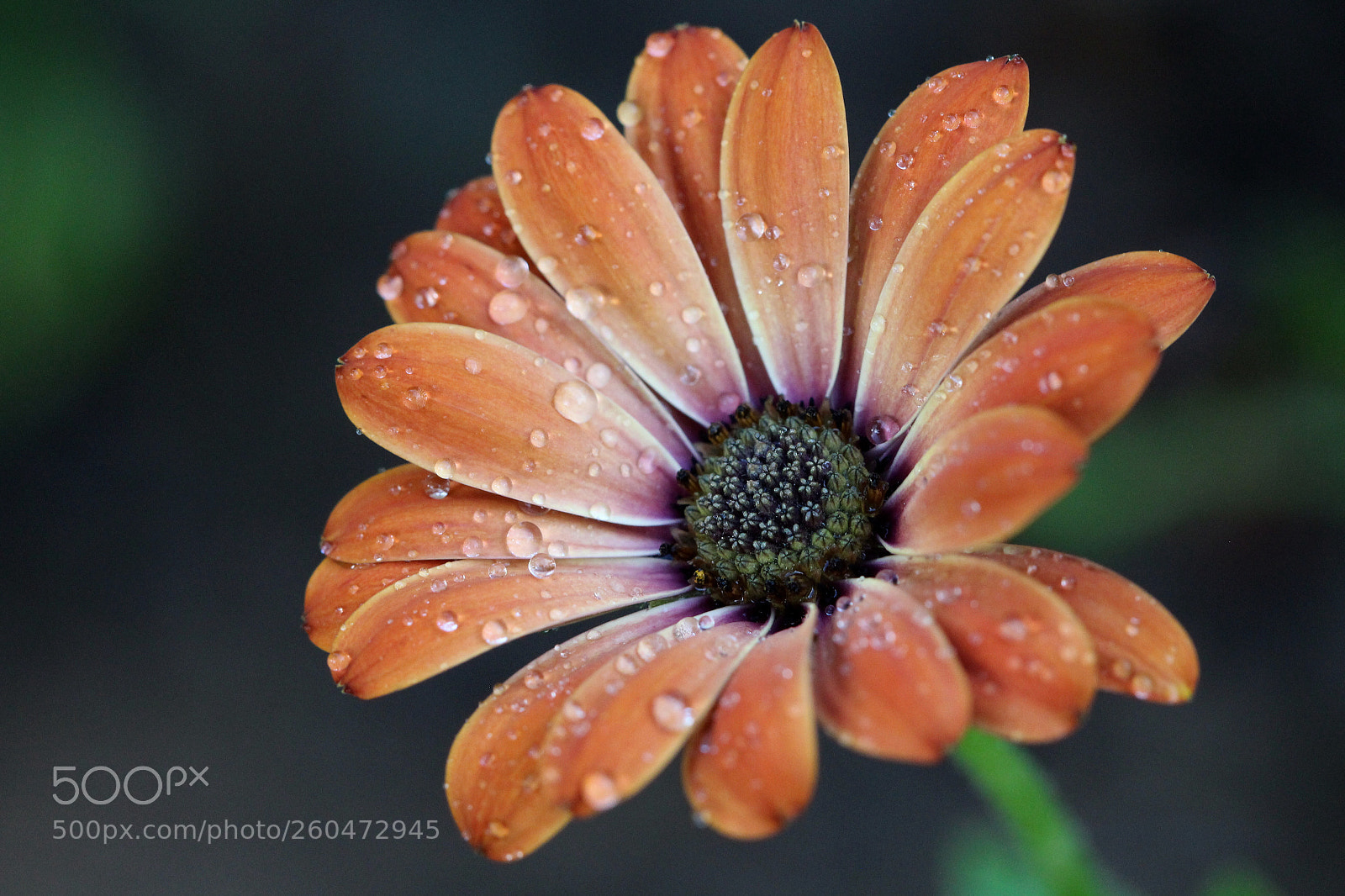 Canon EOS 700D (EOS Rebel T5i / EOS Kiss X7i) sample photo. Cap daisy photography