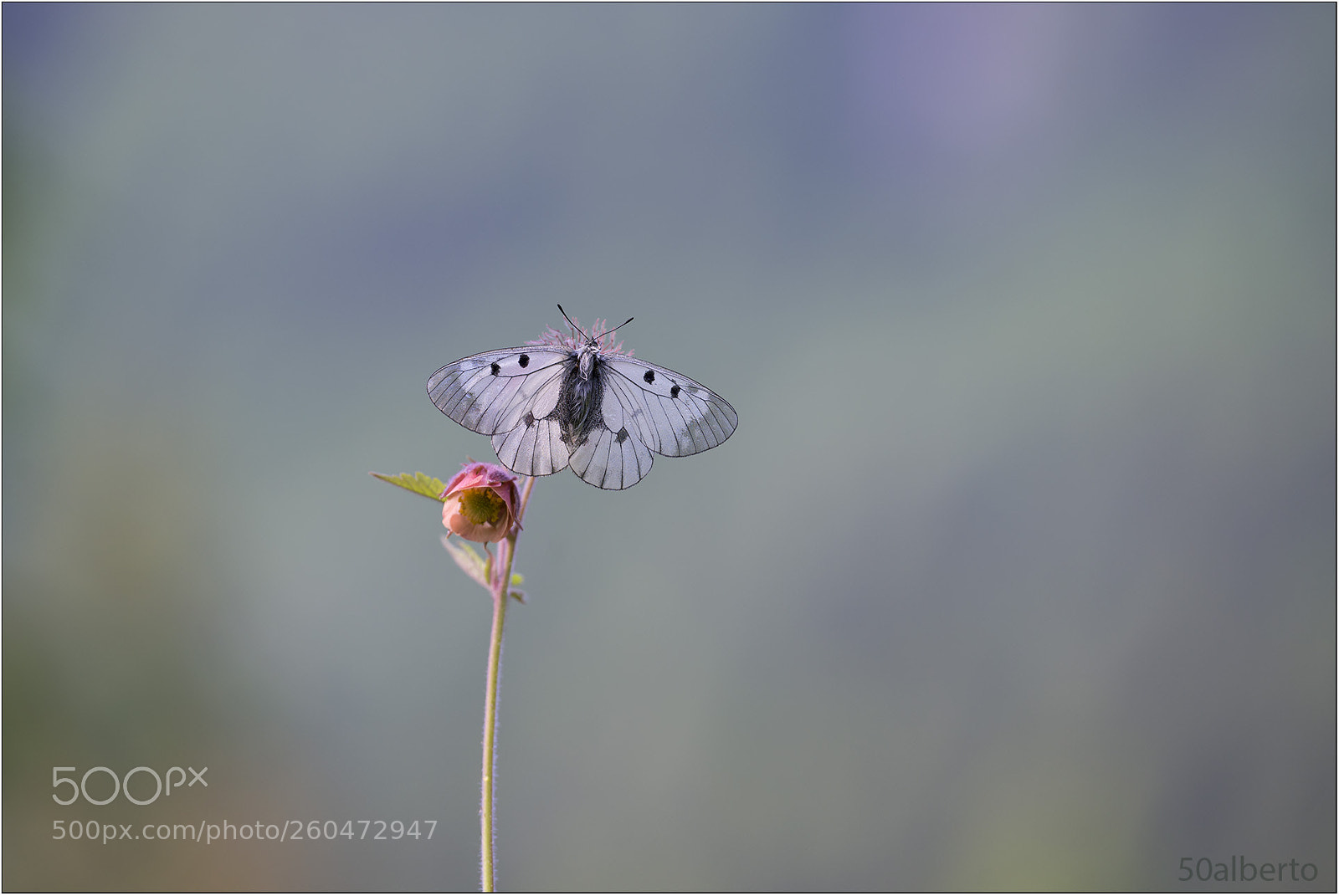 Nikon D610 sample photo. Parnassius mnemosye photography