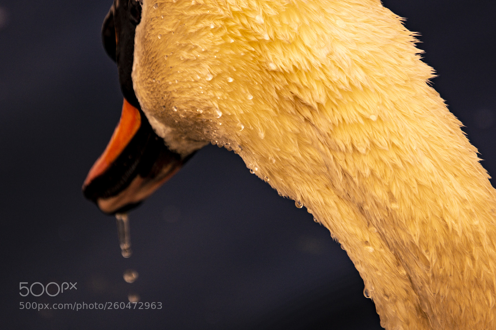 Nikon D7100 sample photo. Swan photography