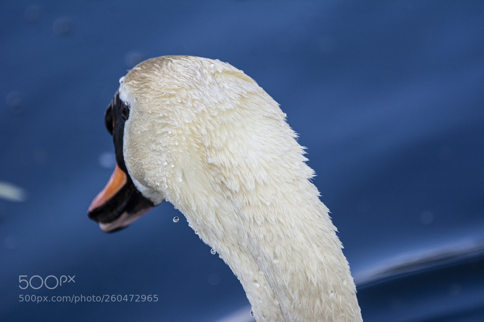 Nikon D7100 sample photo. Swan photography