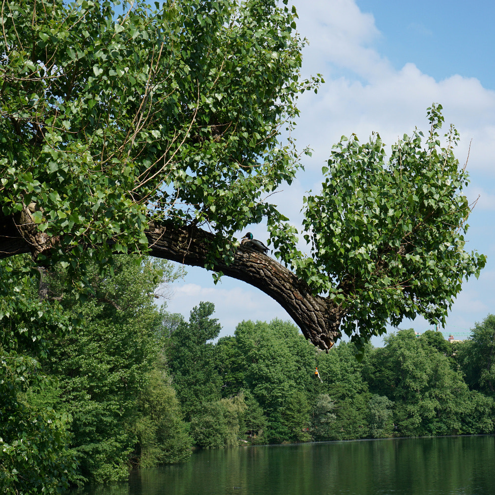 Sony a6000 + Sony E 35mm F1.8 OSS sample photo. Duck at tree photography