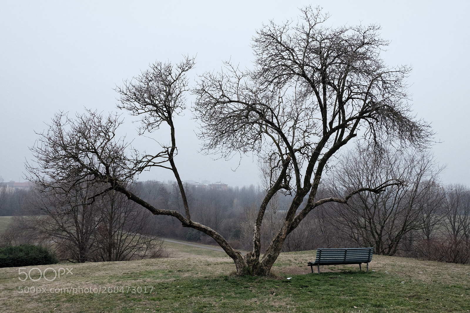 Fujifilm X-T20 sample photo. A tree and a photography