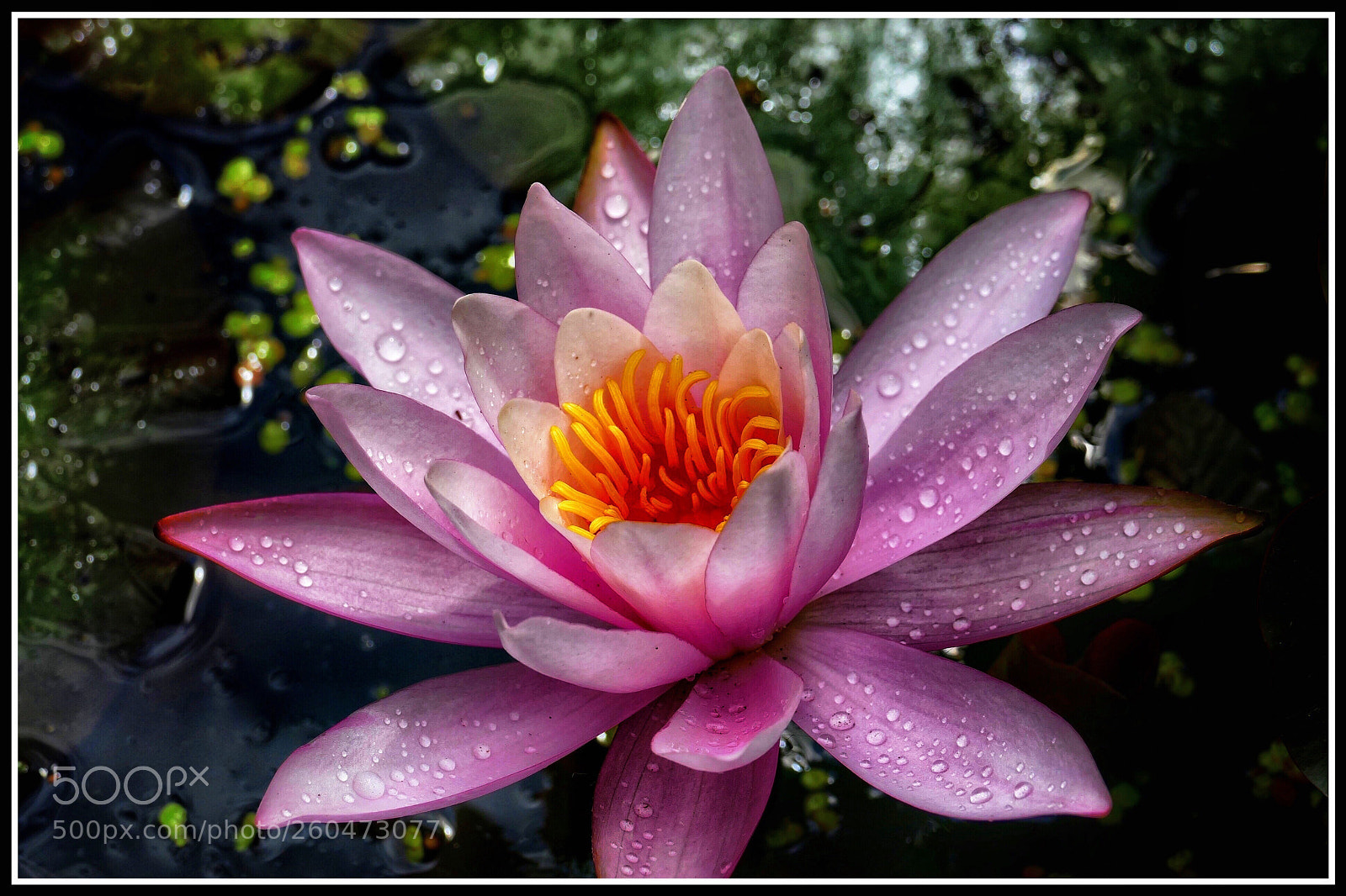 Panasonic Lumix DMC-FZ1000 sample photo. Raindrops on water lily photography