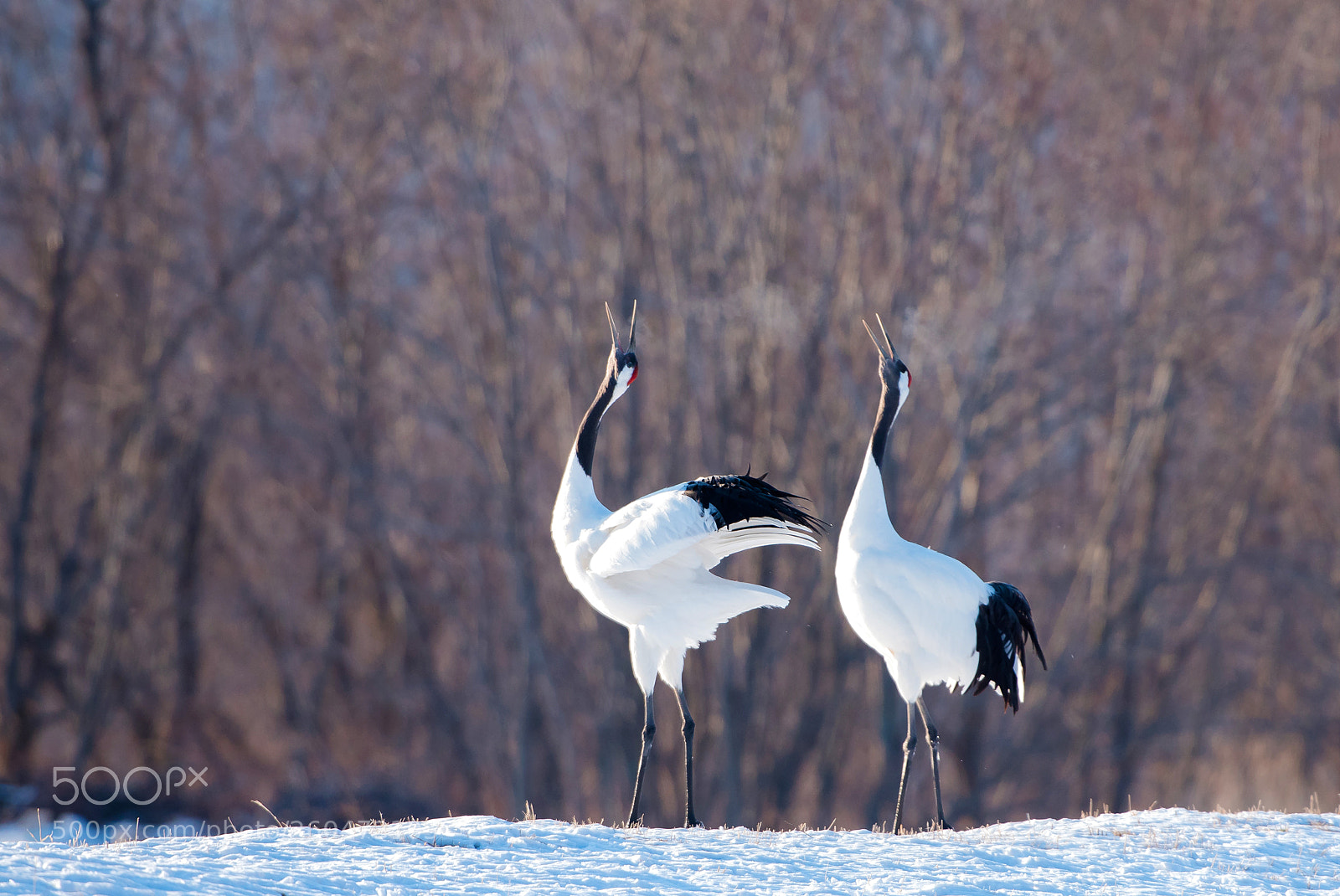 Nikon D810 sample photo. Red-crowned crane photography