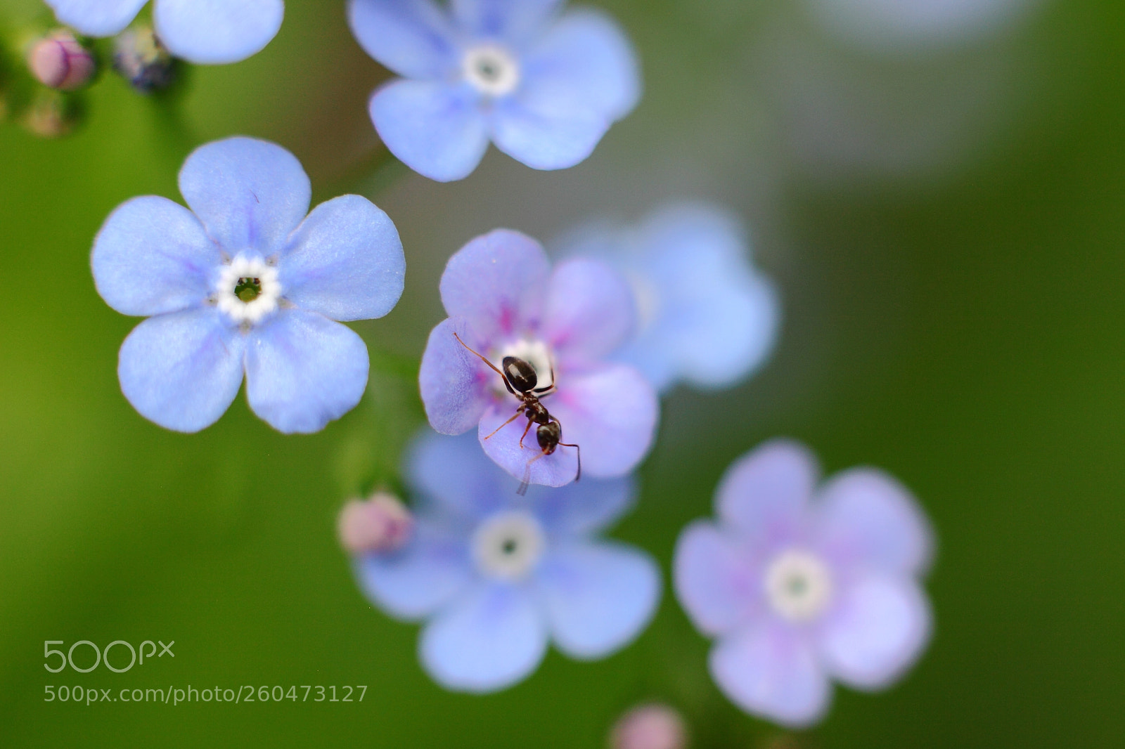 Canon EOS 5D Mark II sample photo. Mier op bloem photography