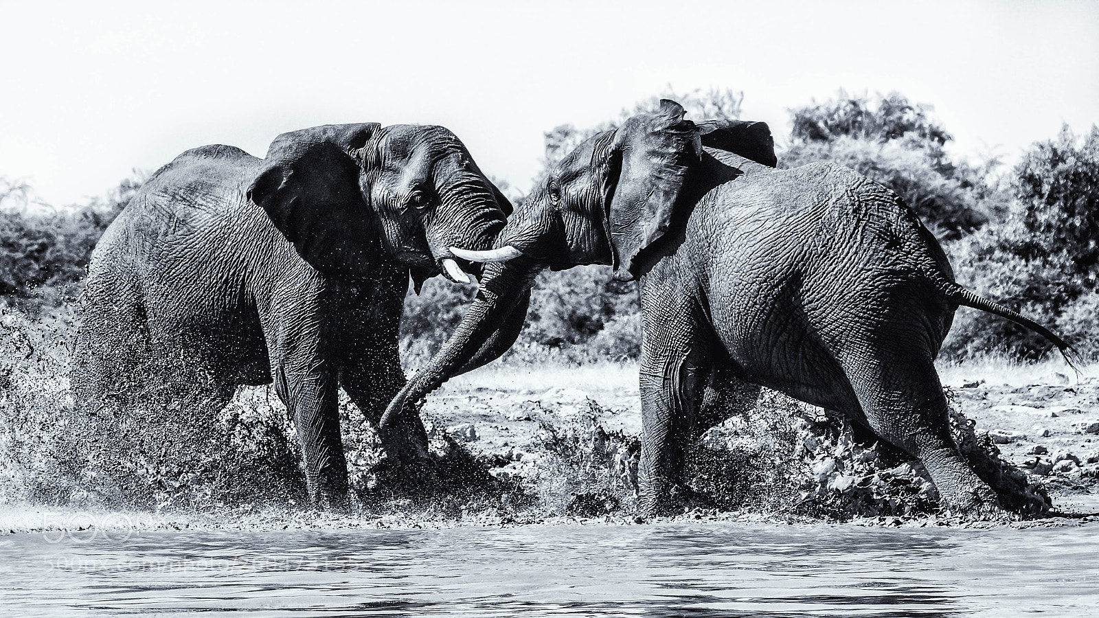 Pentax K-3 II sample photo. Fighting elephants, etosha photography