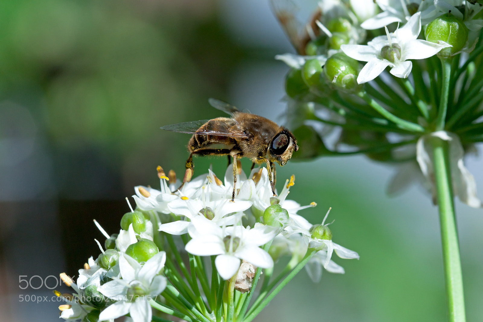 Canon EOS 5D Mark II sample photo. B jpg photography