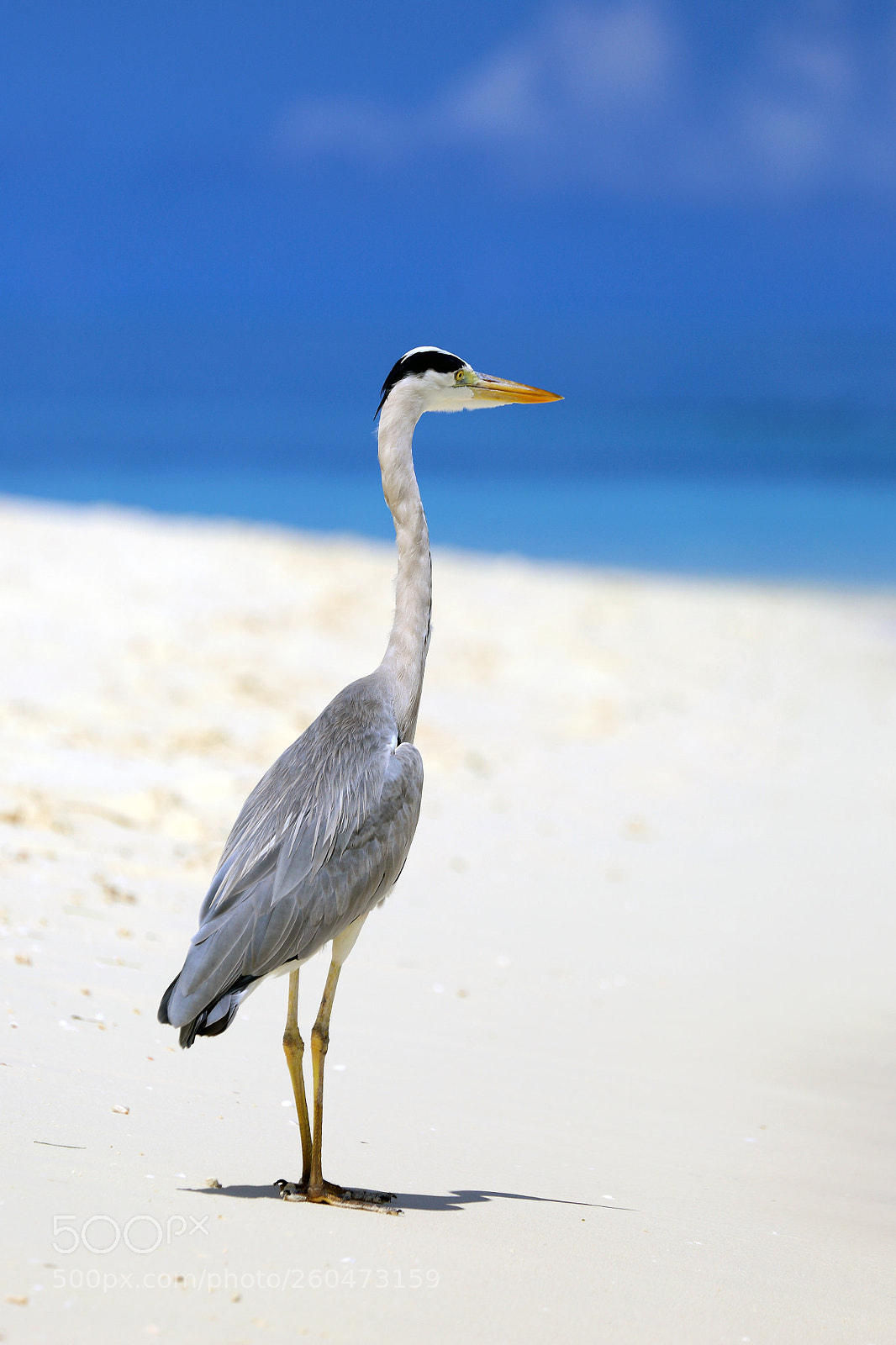 Canon EOS 6D sample photo. Grey heron on a photography