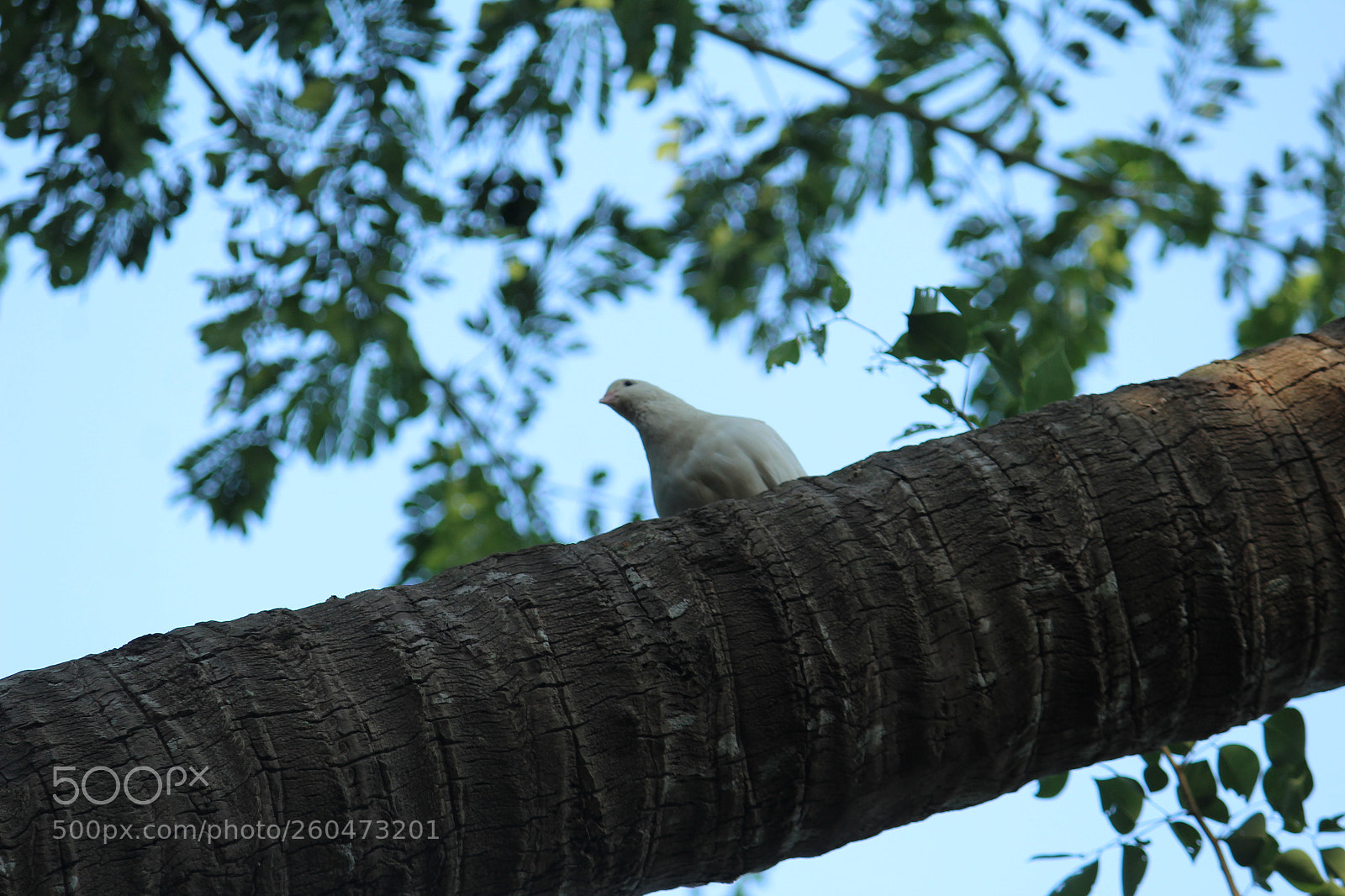 Canon EF-S 55-250mm F4-5.6 IS II sample photo. Untitled photography