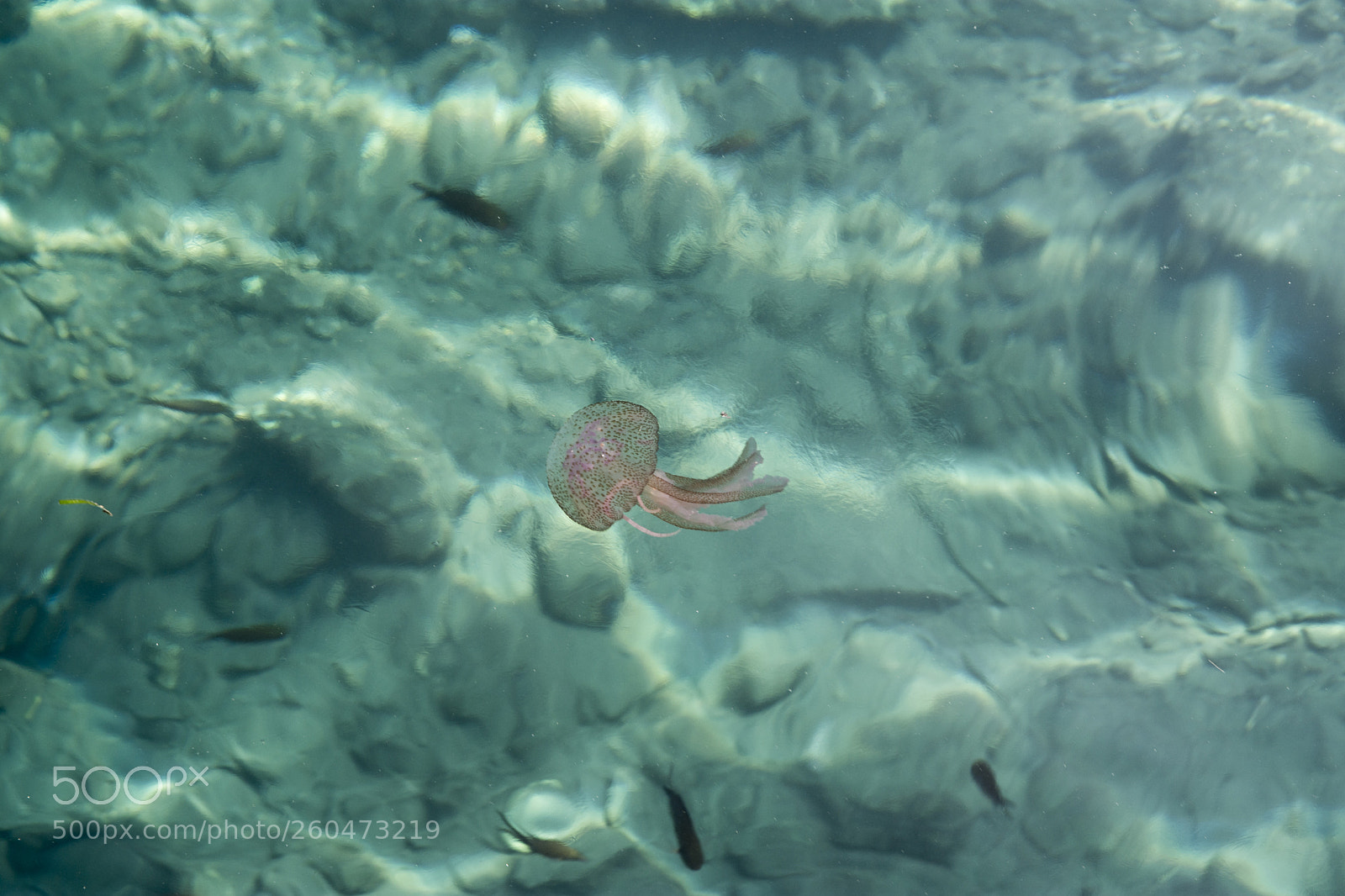 Nikon D7200 sample photo. Minimal jellyfish photography