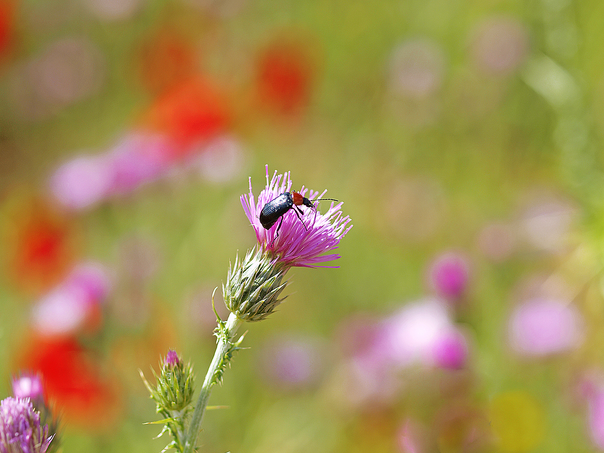 Olympus E-30 sample photo. Un trocito de campo. photography