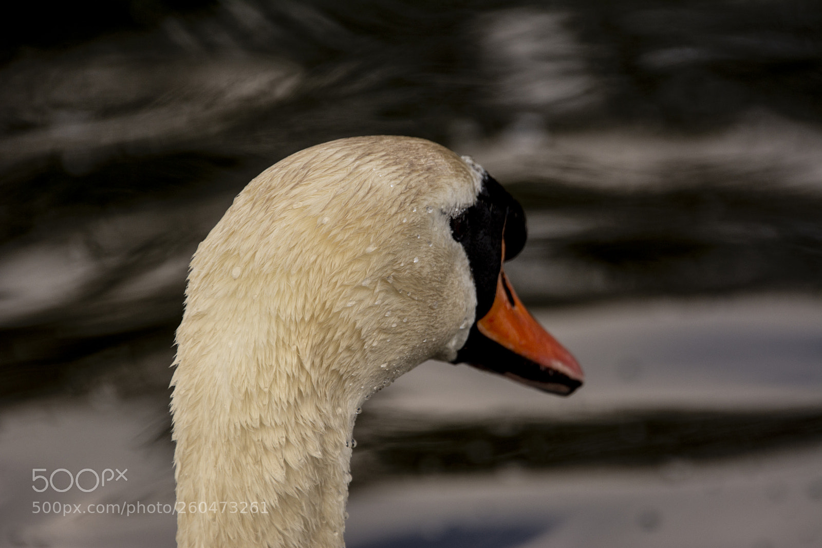 Nikon D7100 sample photo. Swan photography