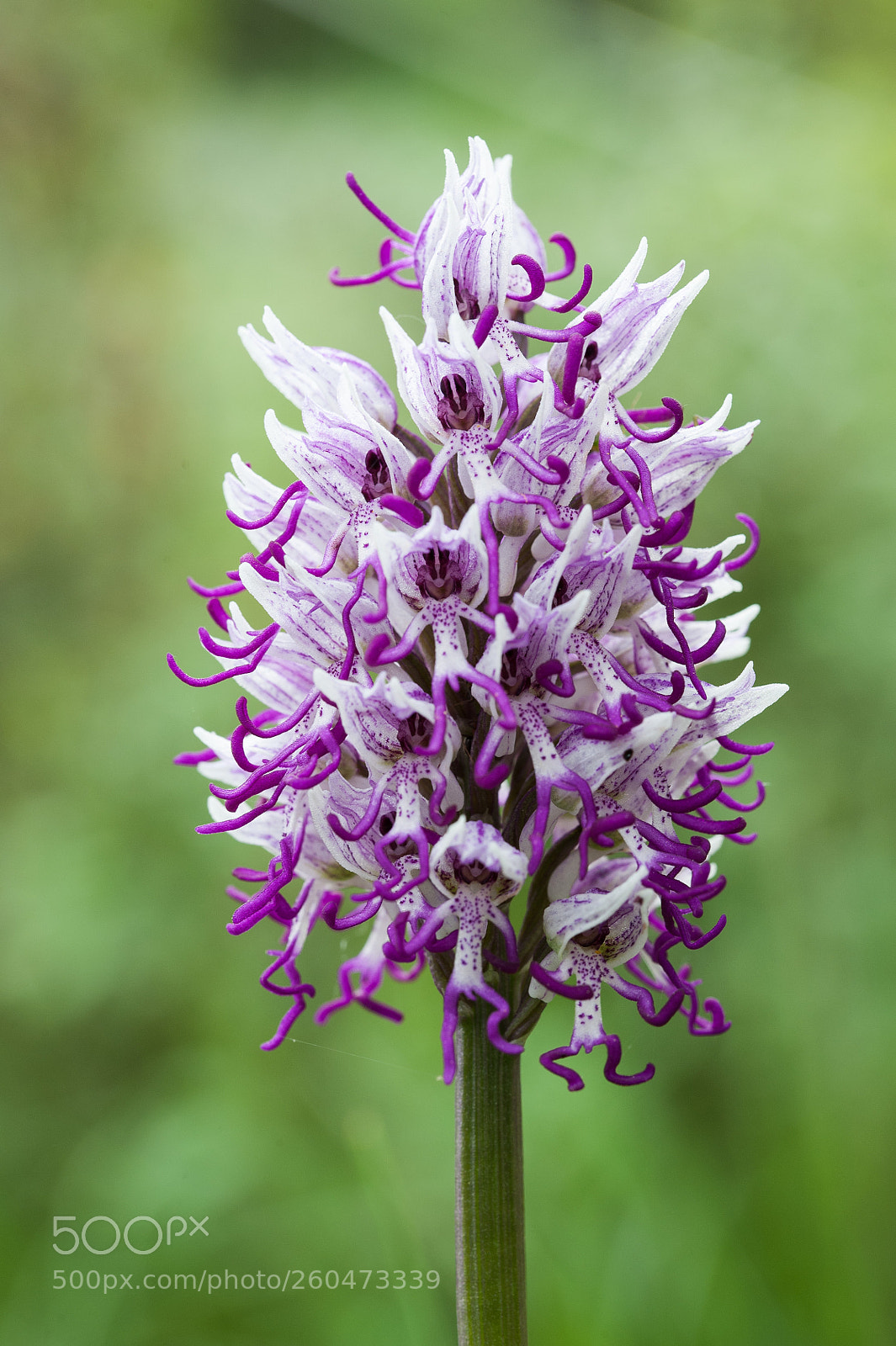 Nikon D700 sample photo. Orchis simia photography