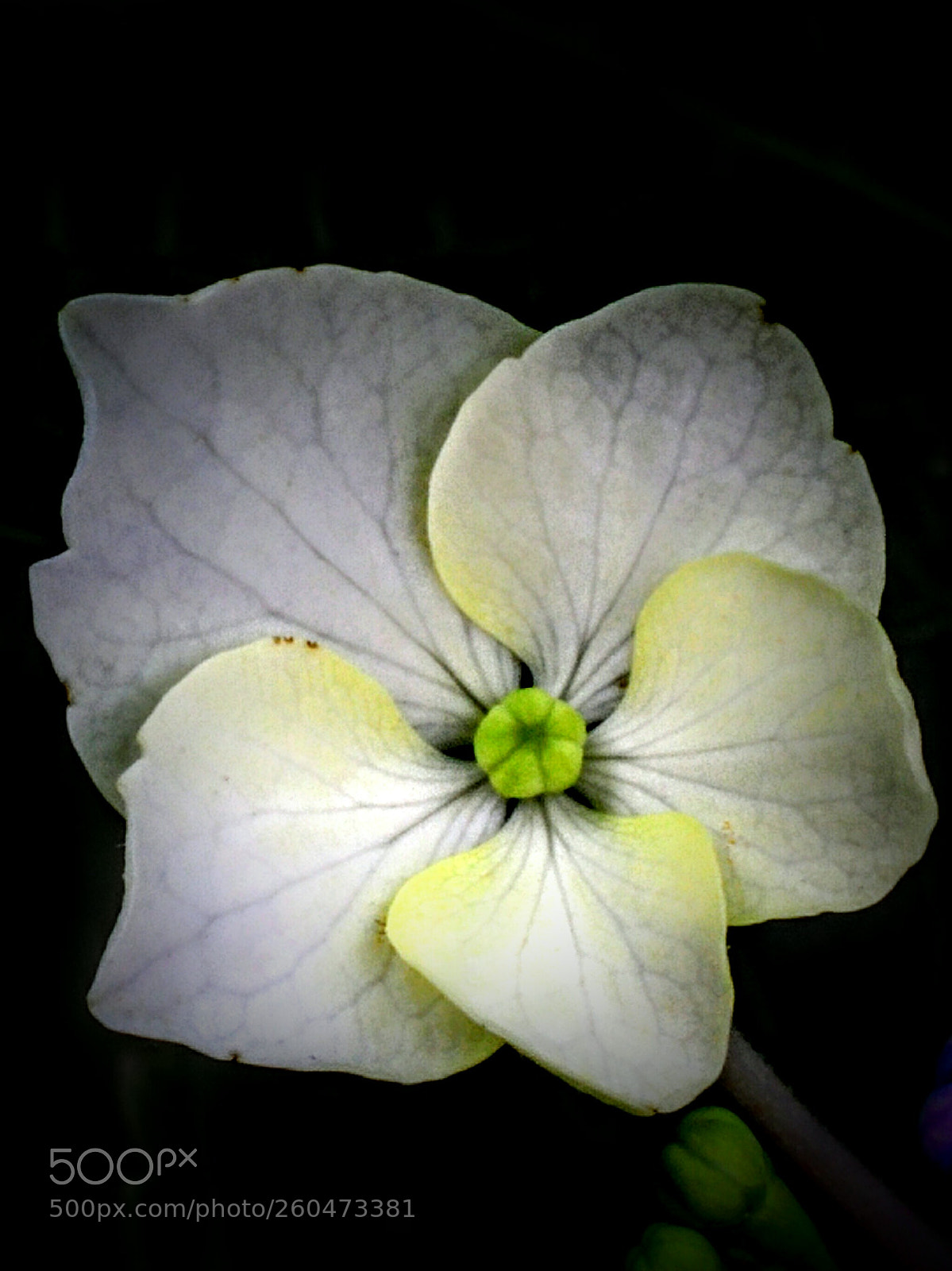 LG Nexus 5 sample photo. Hydrangea photography