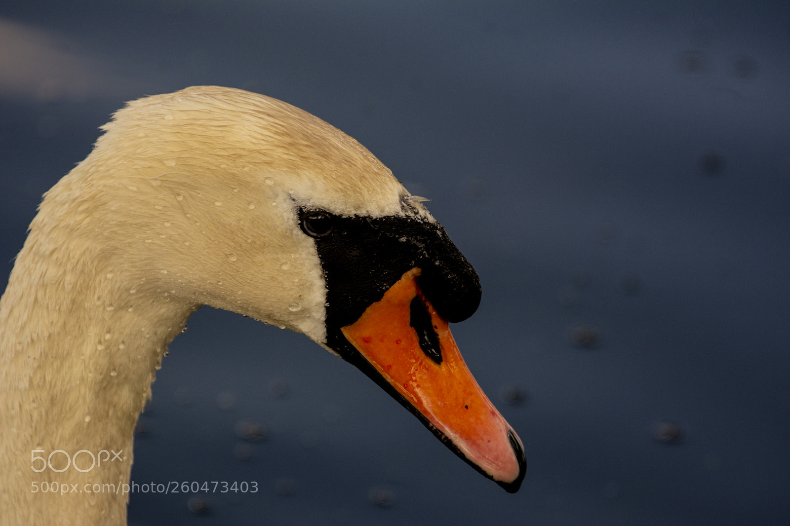 Nikon D7100 sample photo. Swan photography