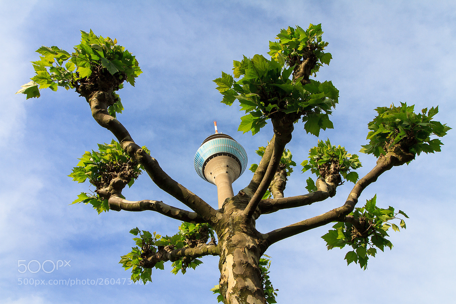 Canon EOS 7D sample photo. Natural madness photography