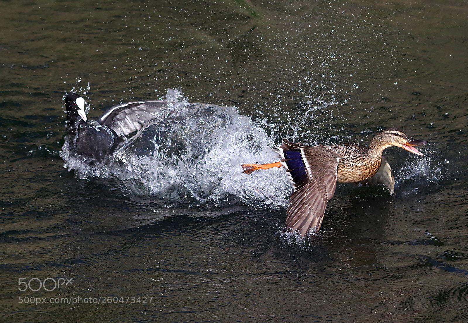 Pentax K-3 sample photo. Water fight photography