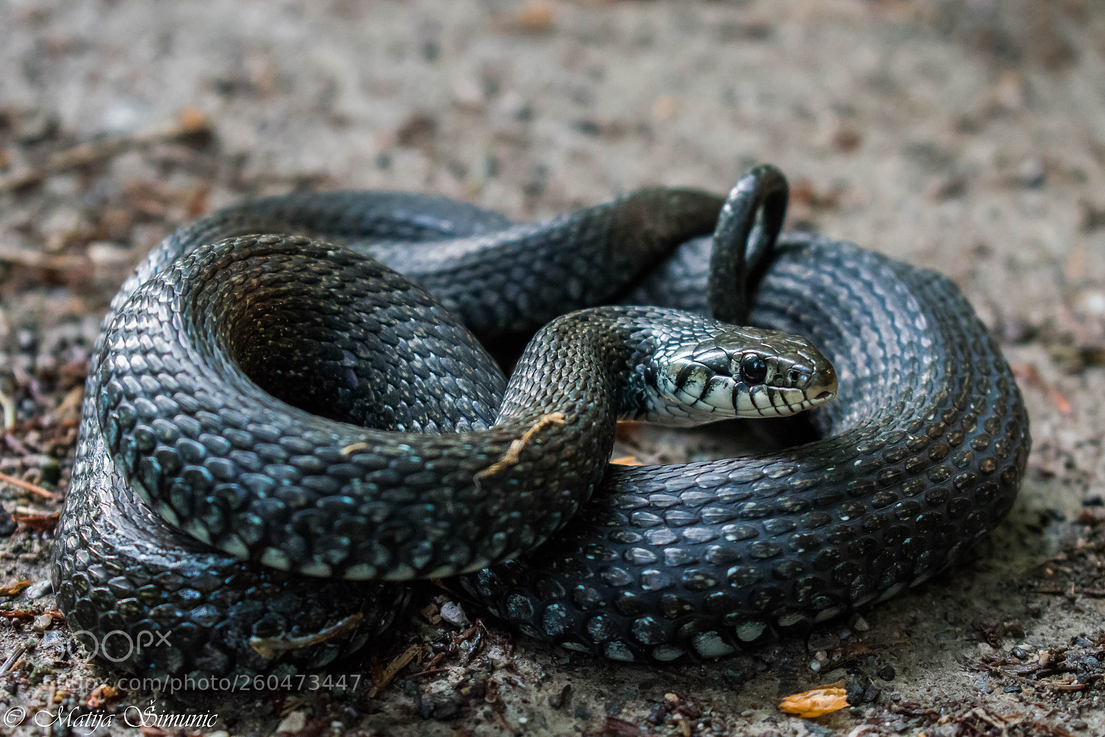 Nikon D5300 sample photo. Grass snake photography