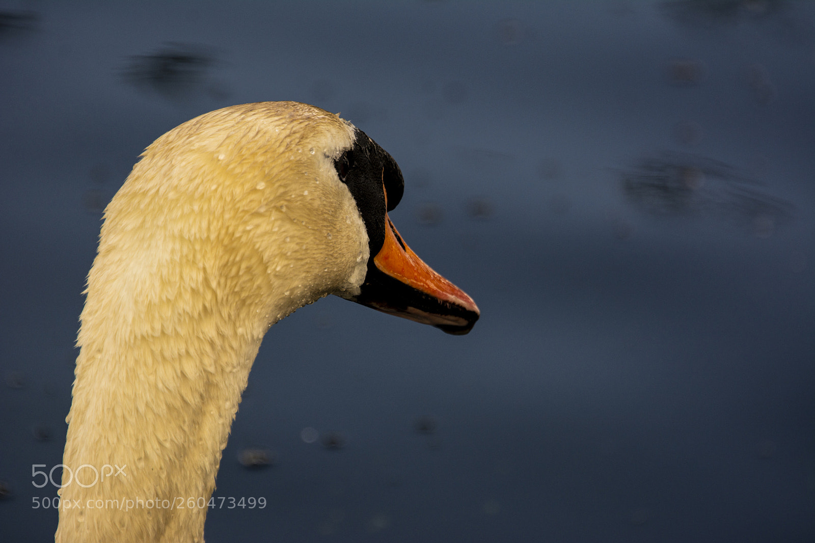 Nikon D7100 sample photo. Swan photography