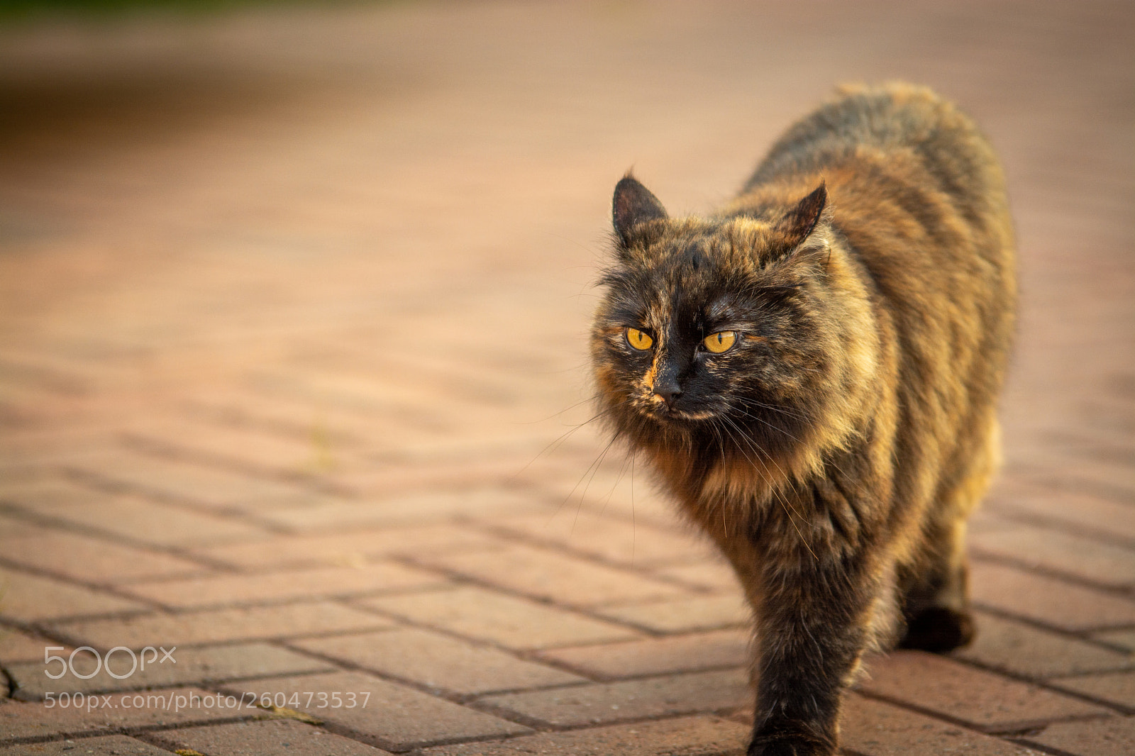 Nikon D7100 sample photo. Marching photography