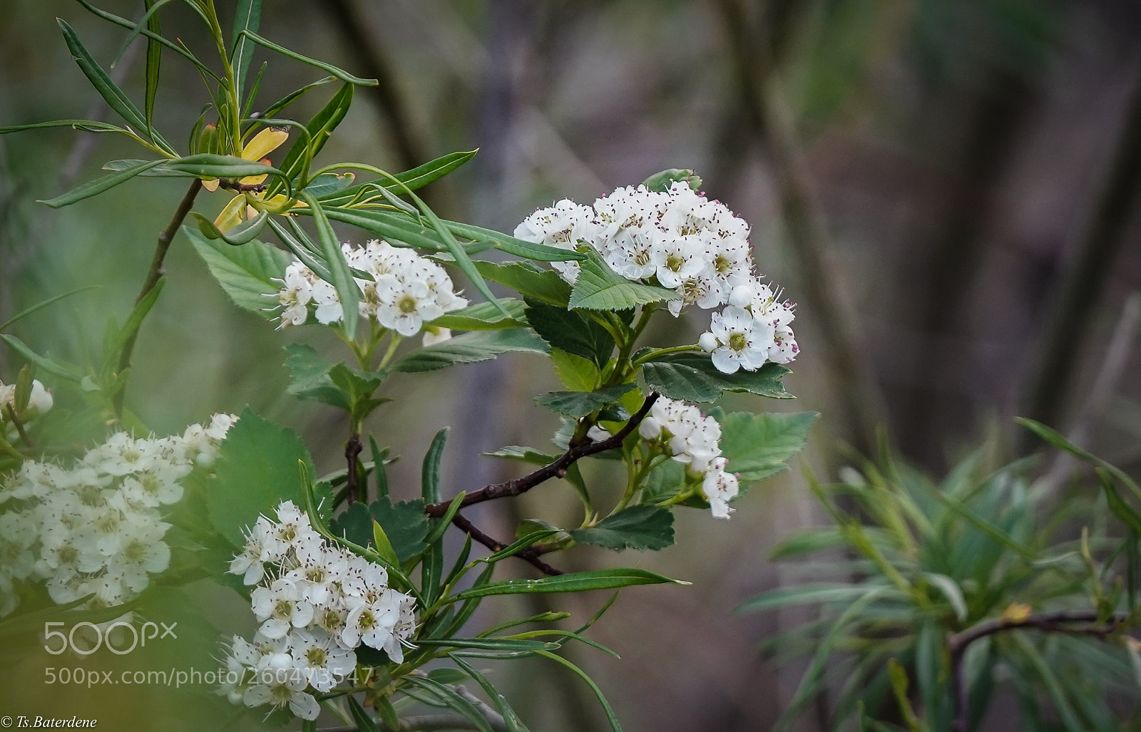 Sony a7R III sample photo. Untitled photography