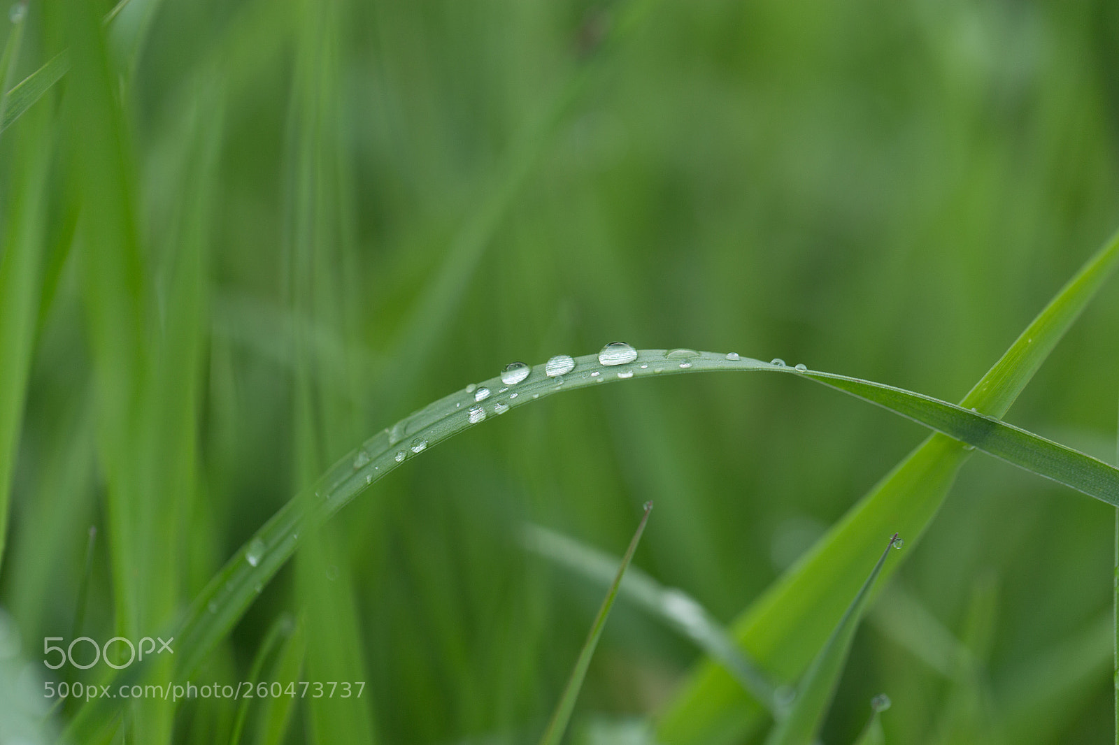 Canon EOS 6D sample photo. Macro elements photography