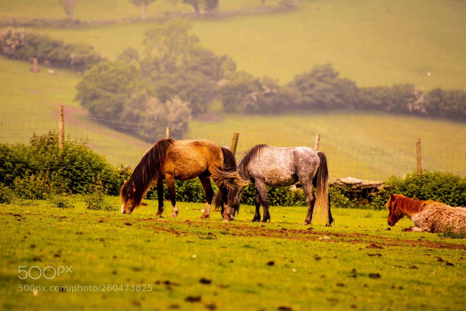 Nikon D7100 sample photo. Mountain ponies photography