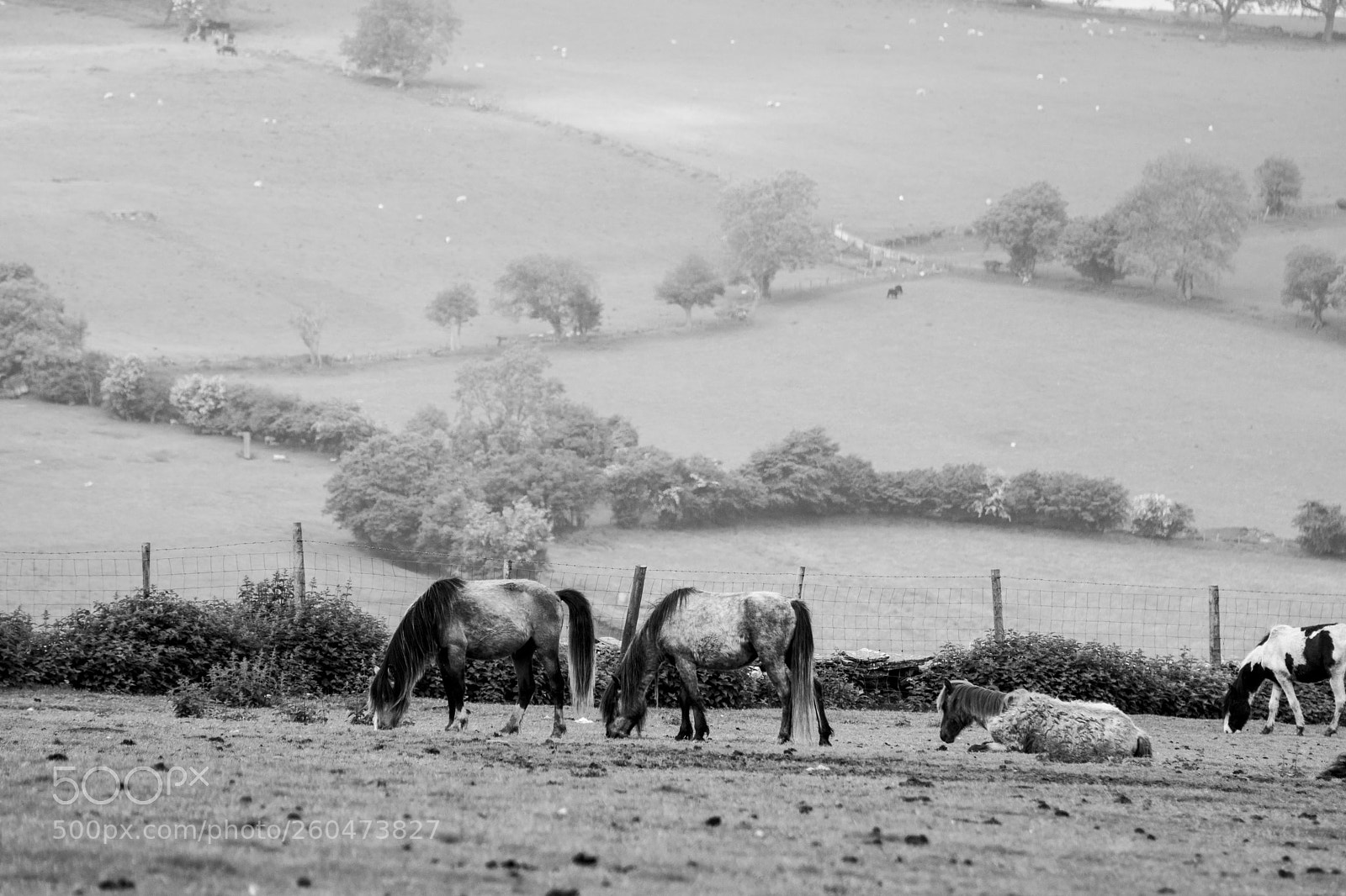 Nikon D7100 sample photo. Mountain ponies photography