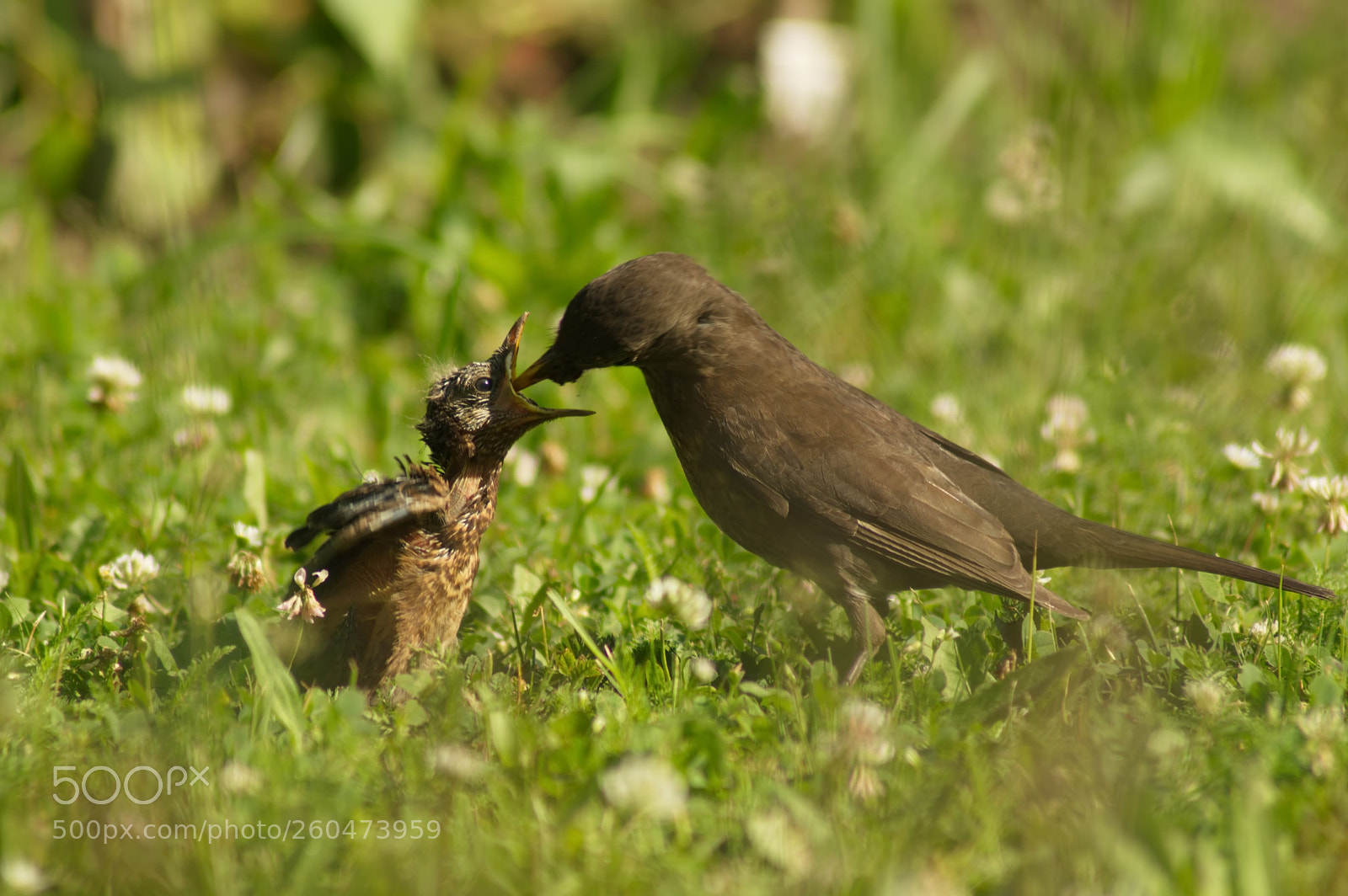 Pentax K-3 II sample photo. Morning breakfast photography